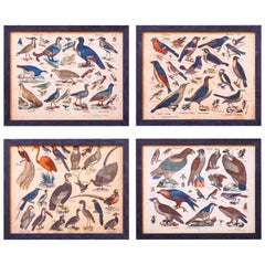 Set of Four Charming, Antique Framed Bird Lithographs