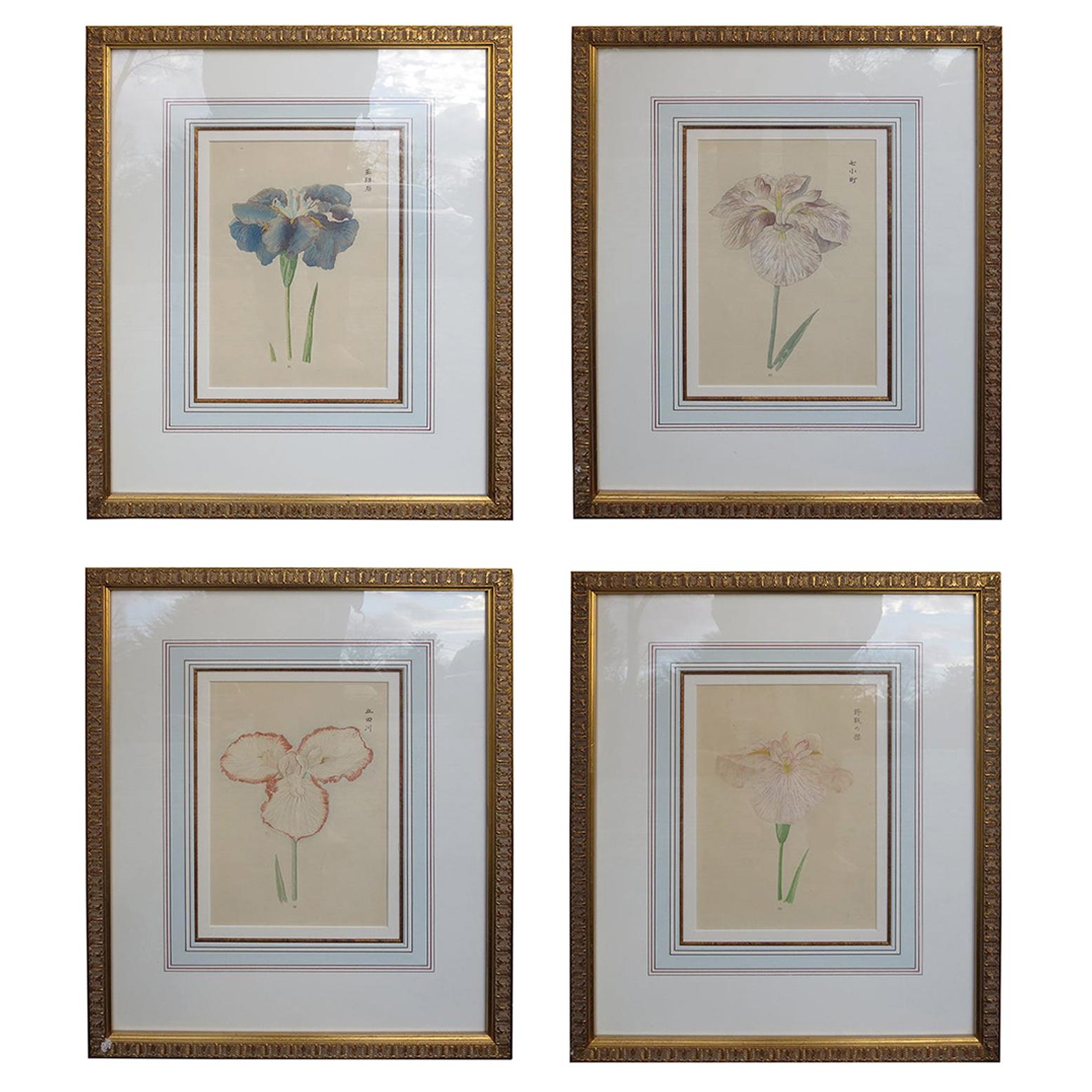 Set of Four Chinese Watercolor Flowers with Numbered Plates on English Mats For Sale