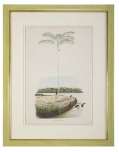 Set of Four Chomolithographs of Brazilian Palms by Joao Barbosa Rodrigues