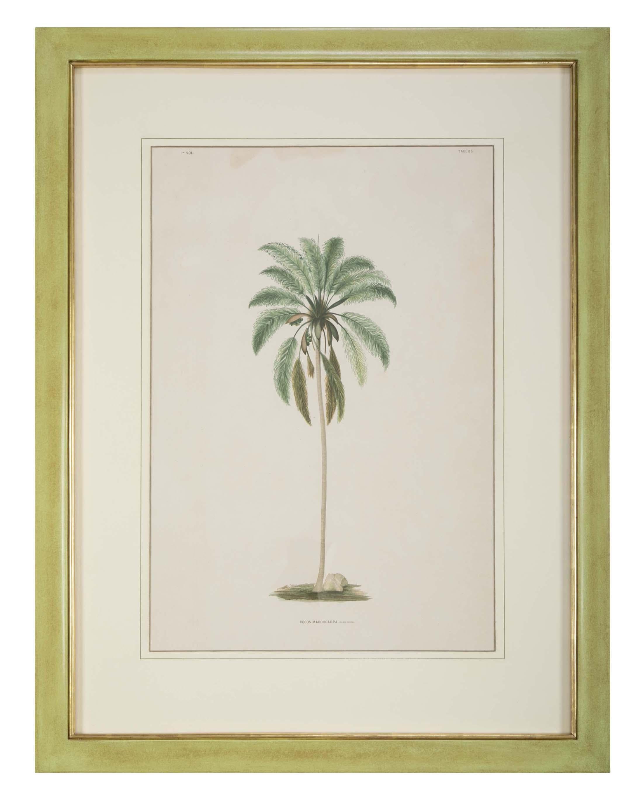 Set of Four Chomolithographs of Brazilian Palms by Joao Barbosa Rodrigues In Good Condition In Stamford, CT