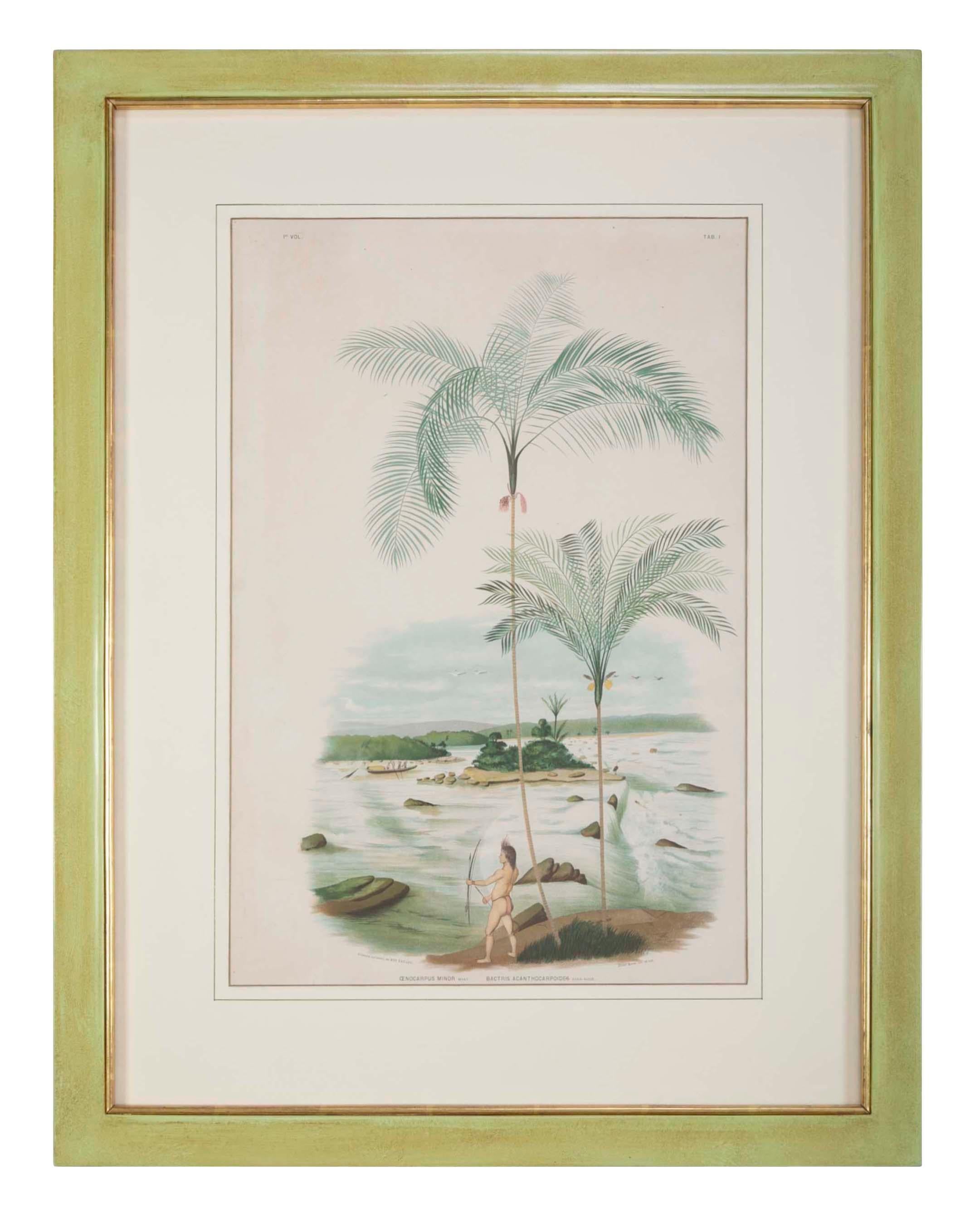 Early 20th Century Set of Four Chomolithographs of Brazilian Palms by Joao Barbosa Rodrigues