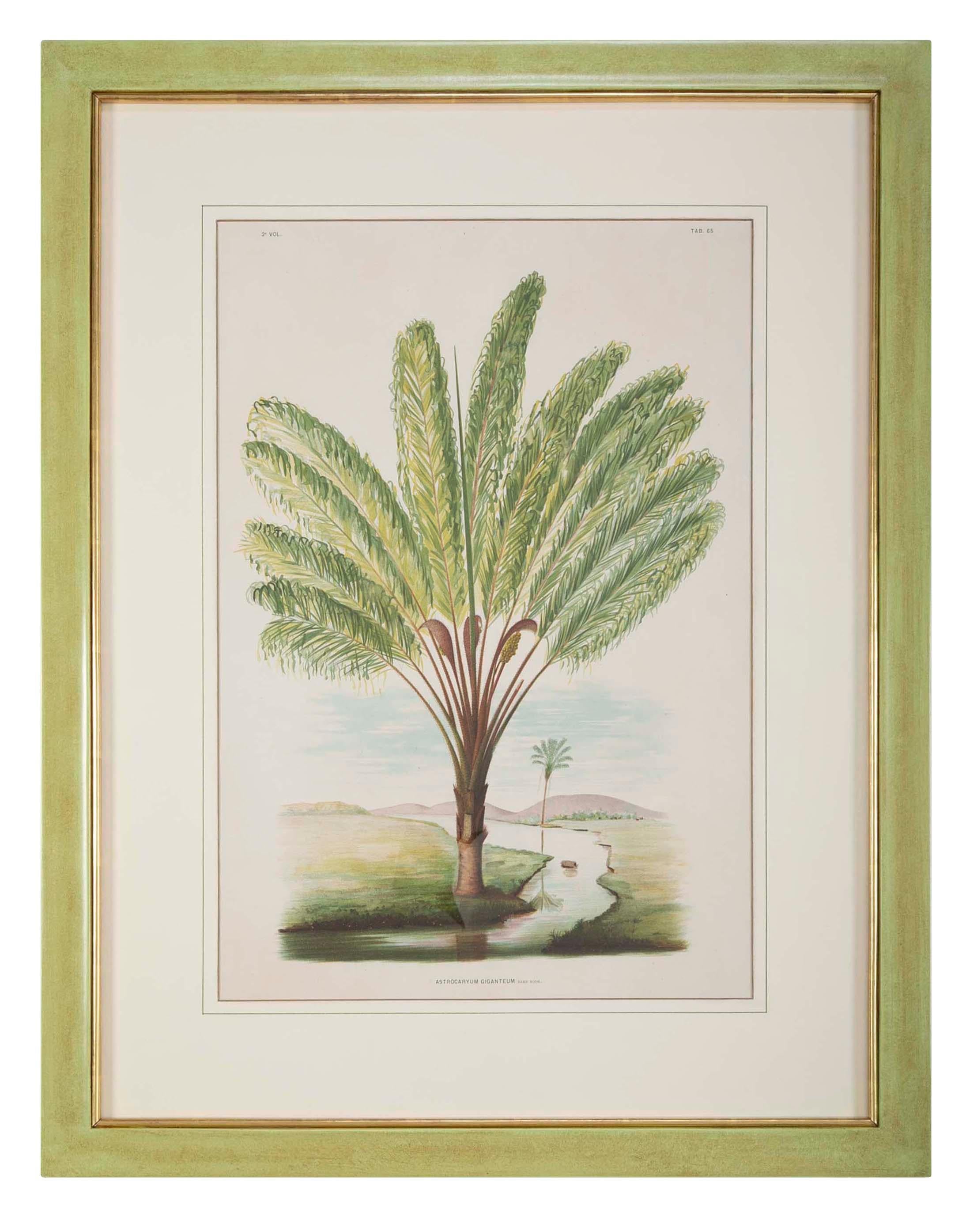 Paper Set of Four Chomolithographs of Brazilian Palms by Joao Barbosa Rodrigues