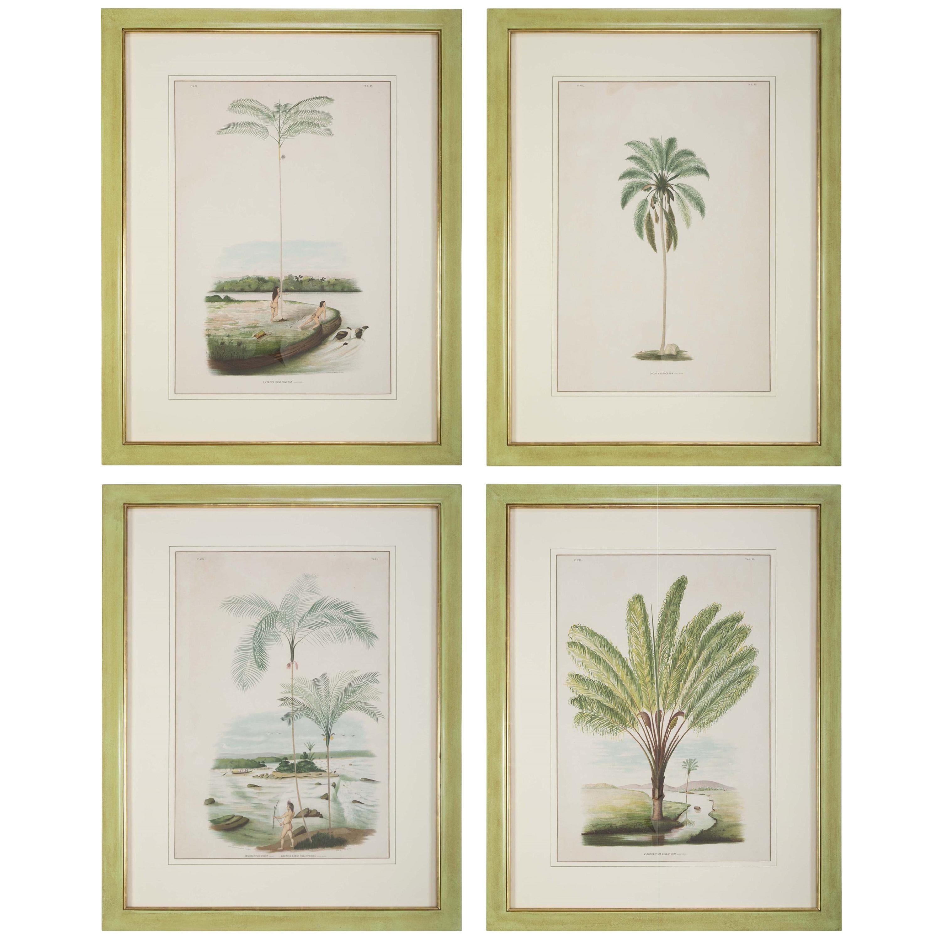 Set of Four Chomolithographs of Brazilian Palms by Joao Barbosa Rodrigues