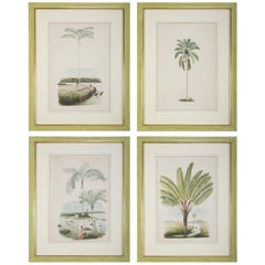 Antique Set of Four Chomolithographs of Brazilian Palms by Joao Barbosa Rodrigues