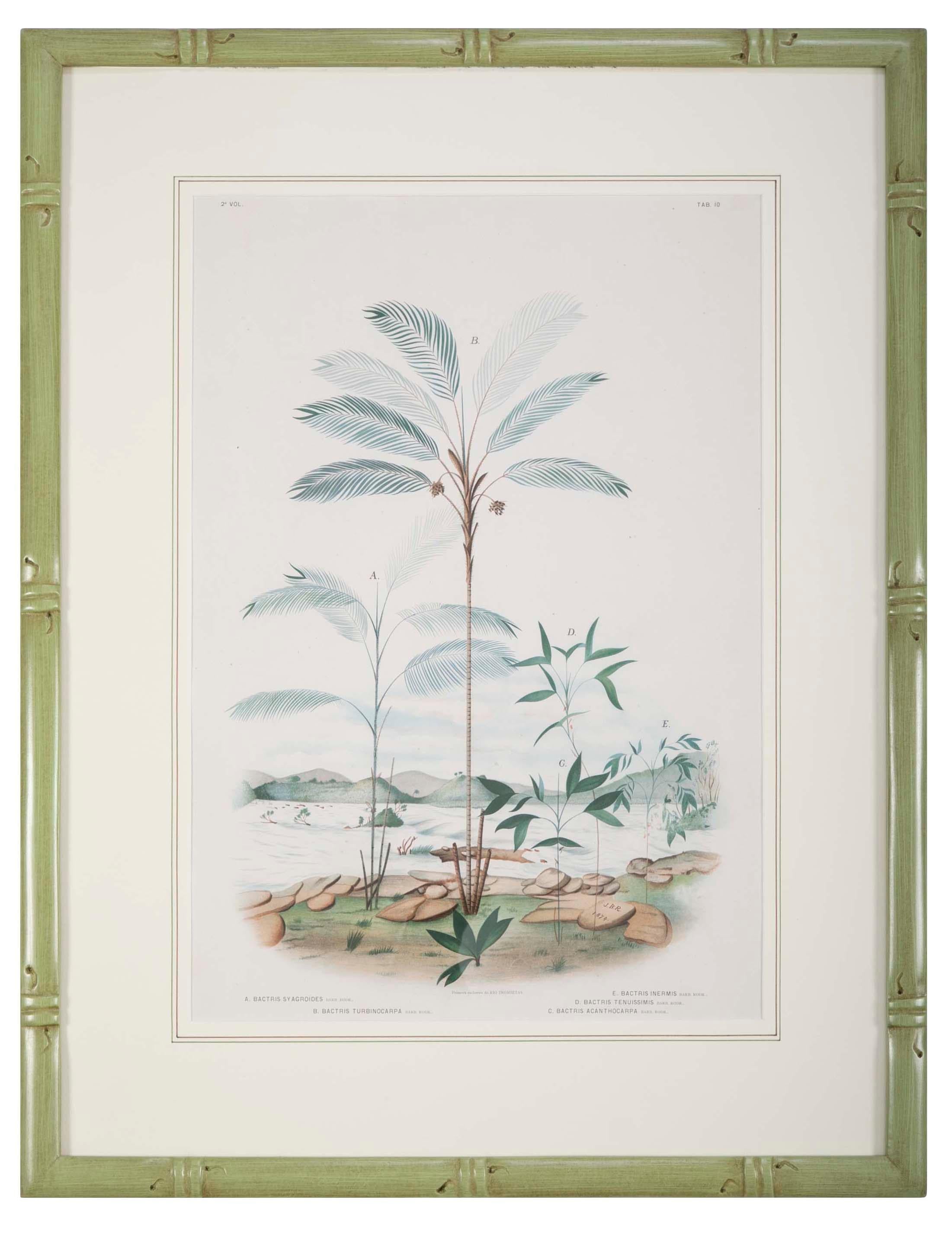 A set of four chromolithographs of Brazilian palms and natives with palms by Joao Barbosa Rodrigues.
Handmade unique frames with gold fillet.

Can be sold separately for $ 2,500 each.
