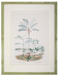 Set of Four Chromolithographs of Brazilian Palms by Joao Barbosa Rodrigues