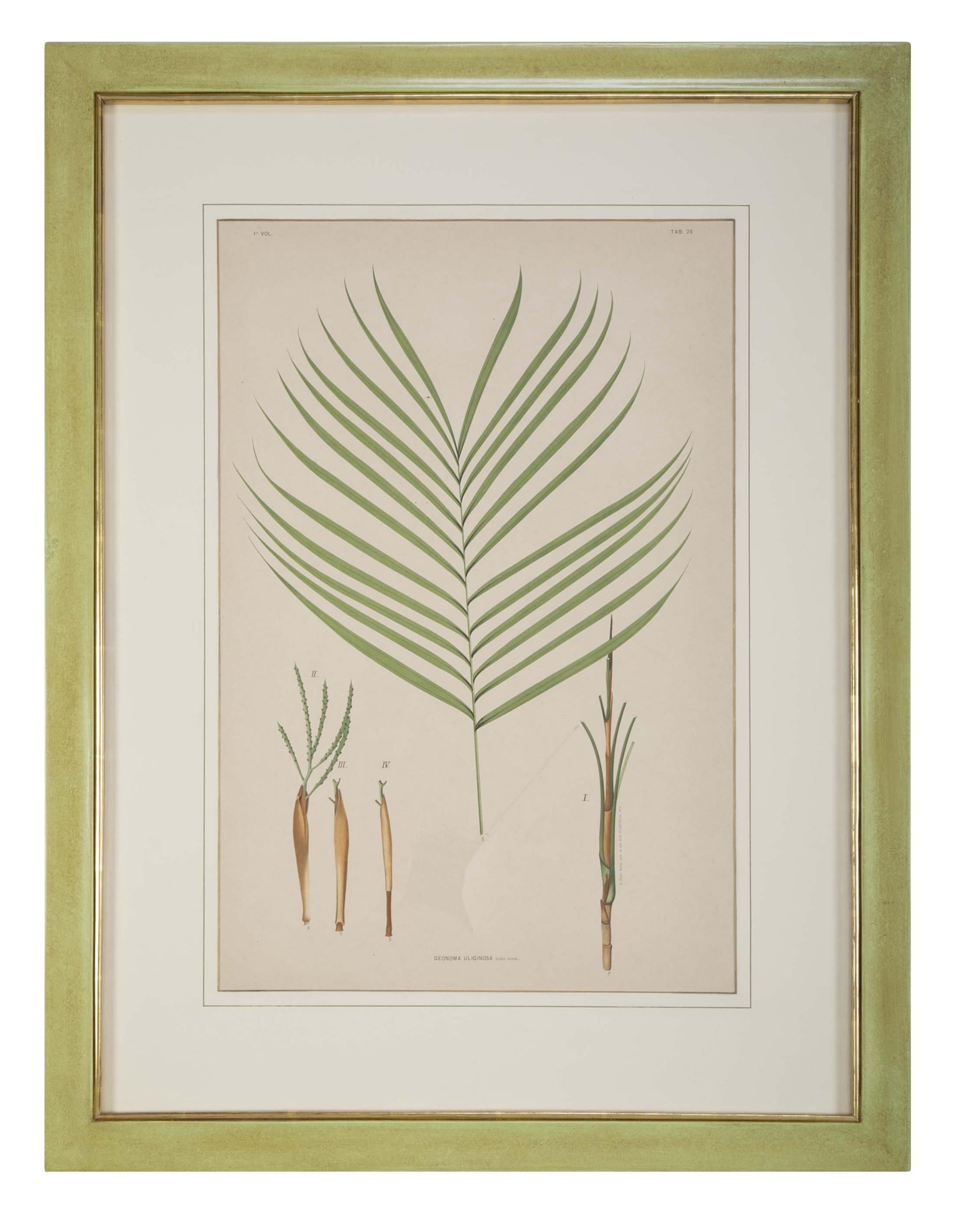 A set of four chromolithographs of Brazilian palm culture by Joao Barbosa Rodrigues custom framed in archival materials. 
Handmade unique frames with gold fillet.
Can be sold separately for $ 2,500 each.