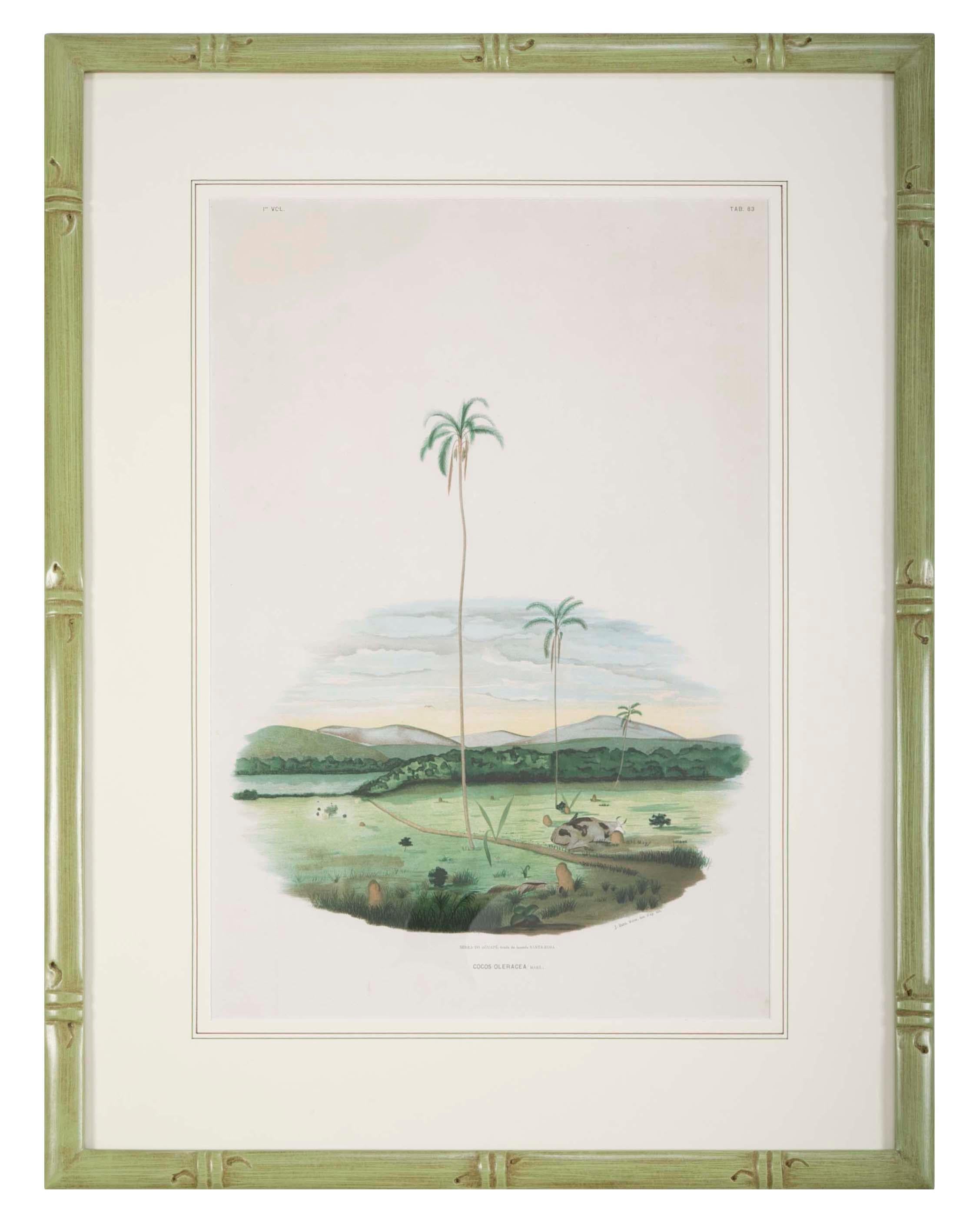 Set of Four Chromolithographs of Brazilian Palms by Joao Barbosa Rodrigues In Good Condition In Stamford, CT