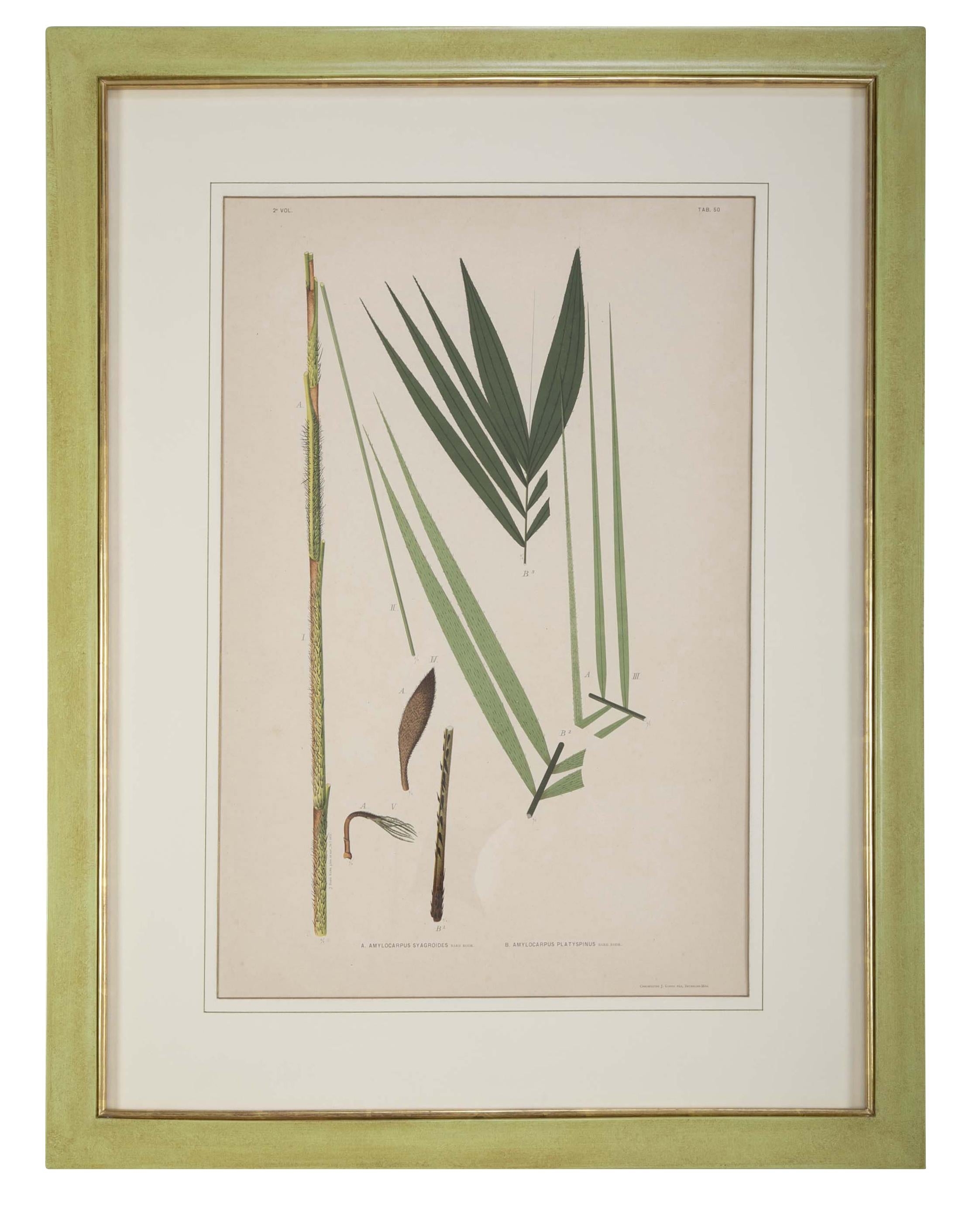 Set of Four Chromolithographs of Brazilian Palms by Joao Barbosa Rodrigues In Good Condition For Sale In Stamford, CT