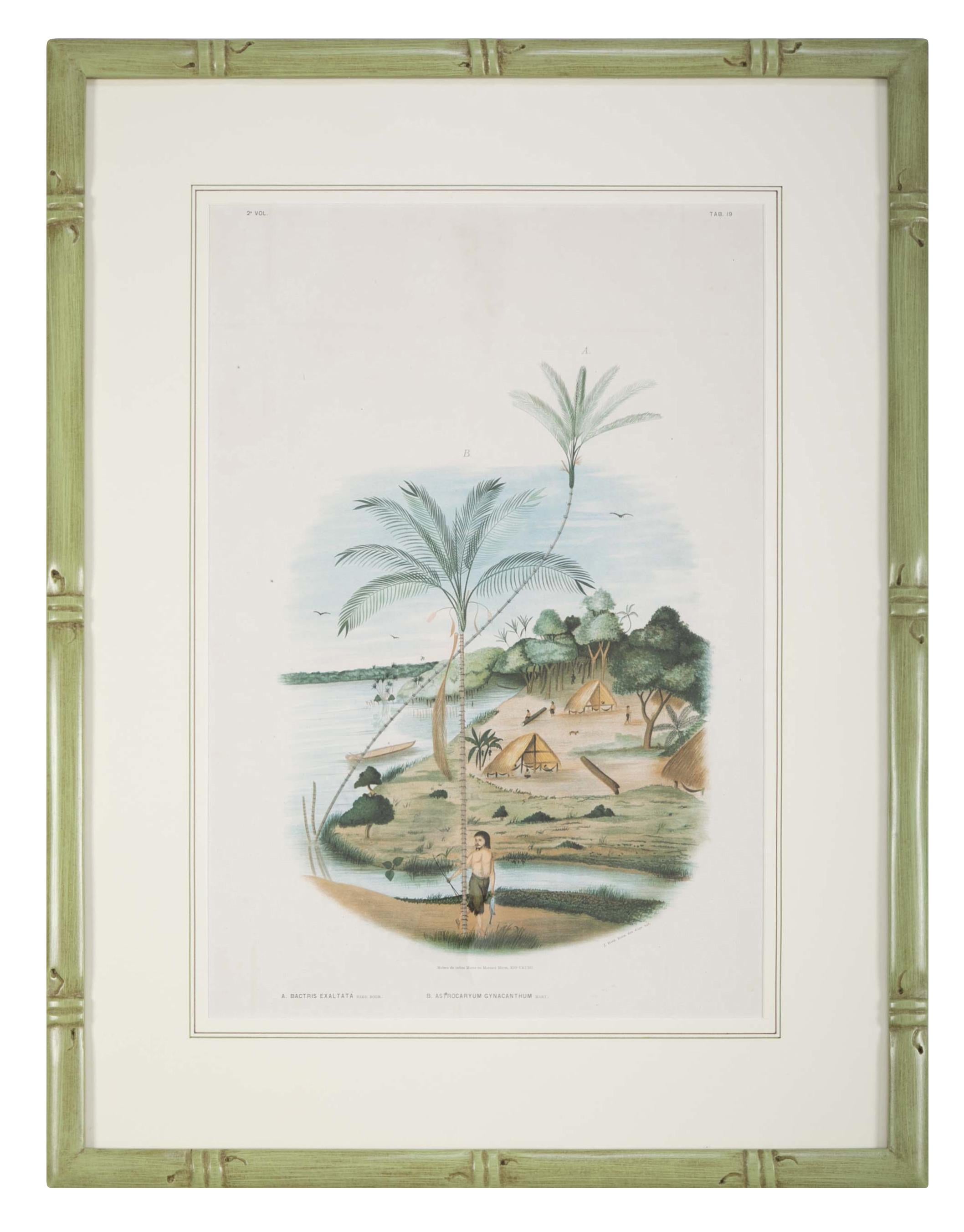 Early 20th Century Set of Four Chromolithographs of Brazilian Palms by Joao Barbosa Rodrigues
