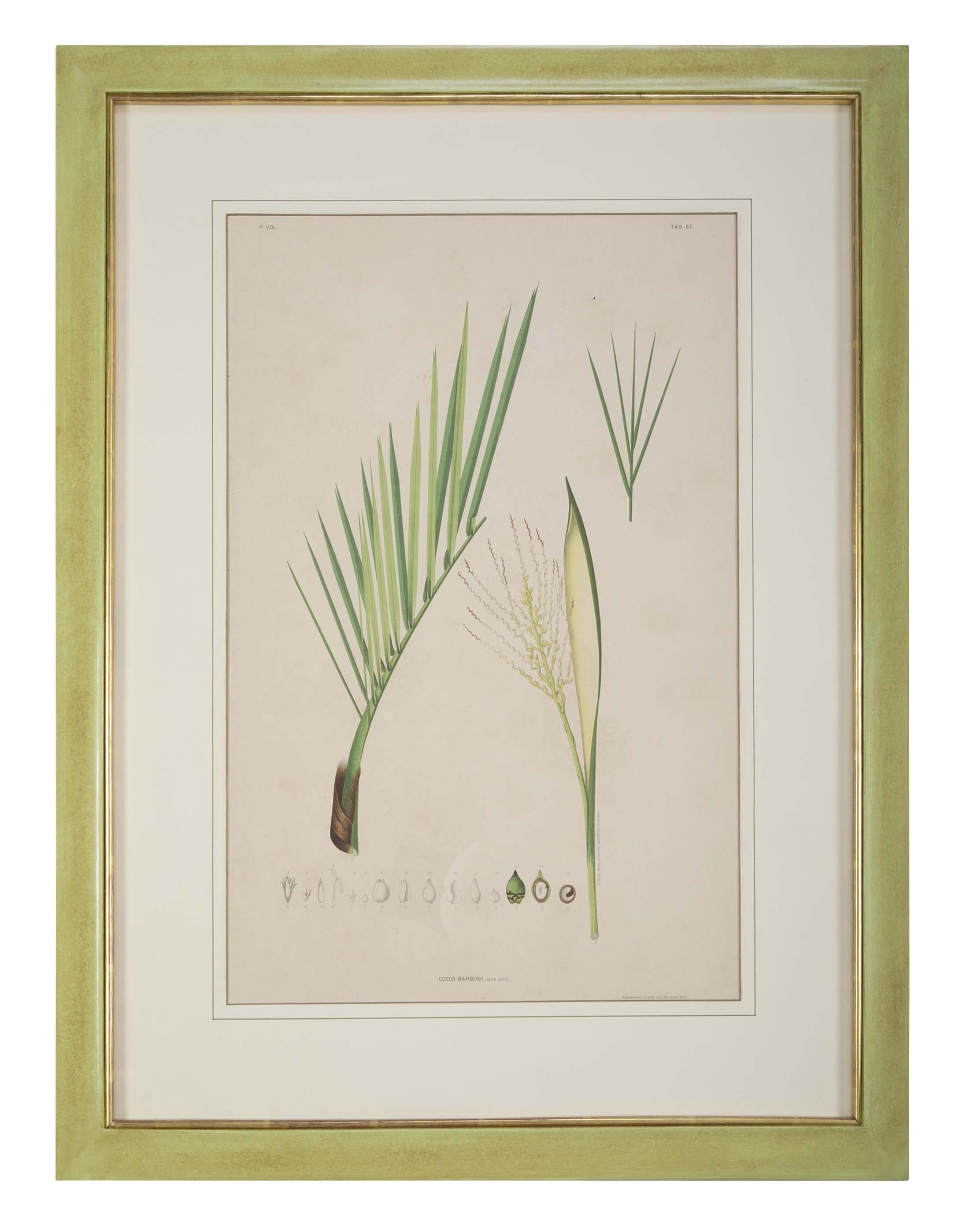 20th Century Set of Four Chromolithographs of Brazilian Palms by Joao Barbosa Rodrigues For Sale