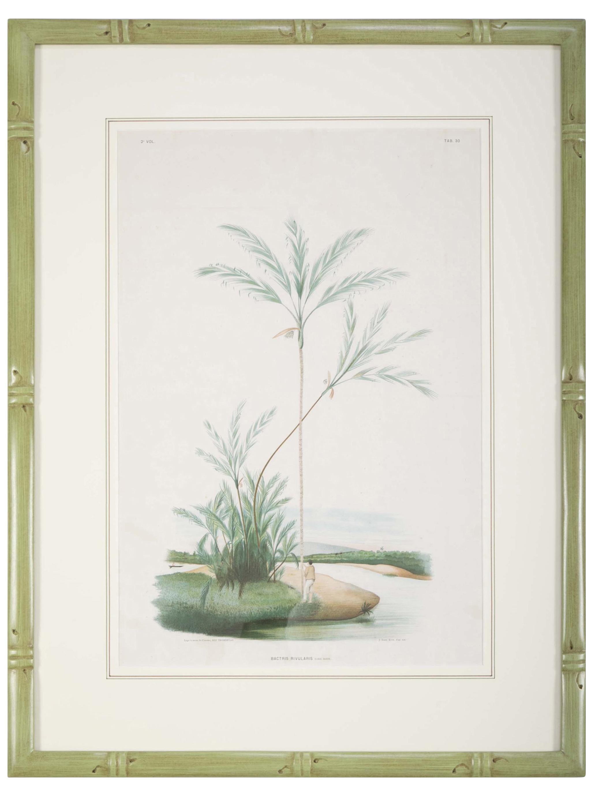 Set of Four Chromolithographs of Brazilian Palms by Joao Barbosa Rodrigues 1