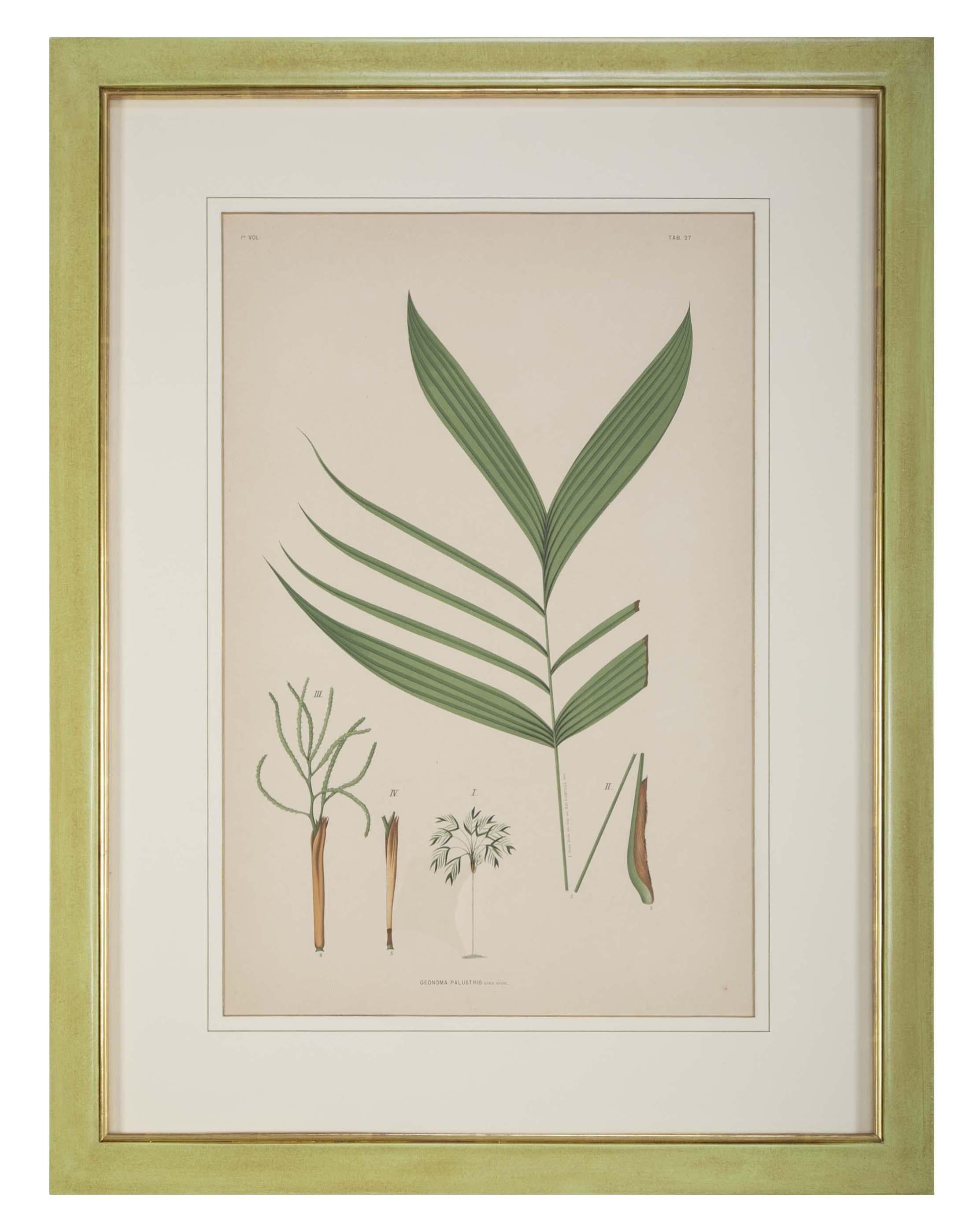 Paper Set of Four Chromolithographs of Brazilian Palms by Joao Barbosa Rodrigues For Sale
