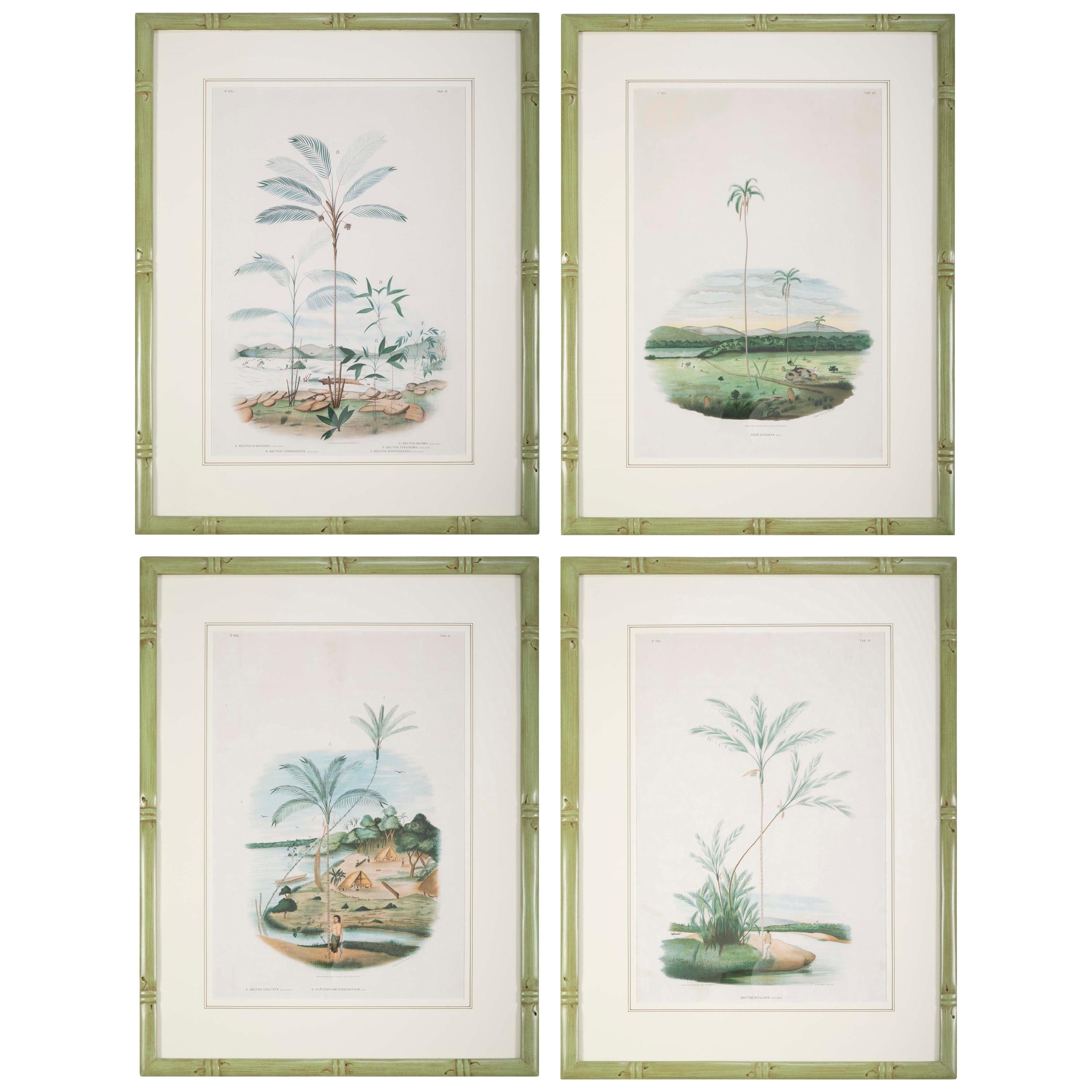 Set of Four Chromolithographs of Brazilian Palms by Joao Barbosa Rodrigues