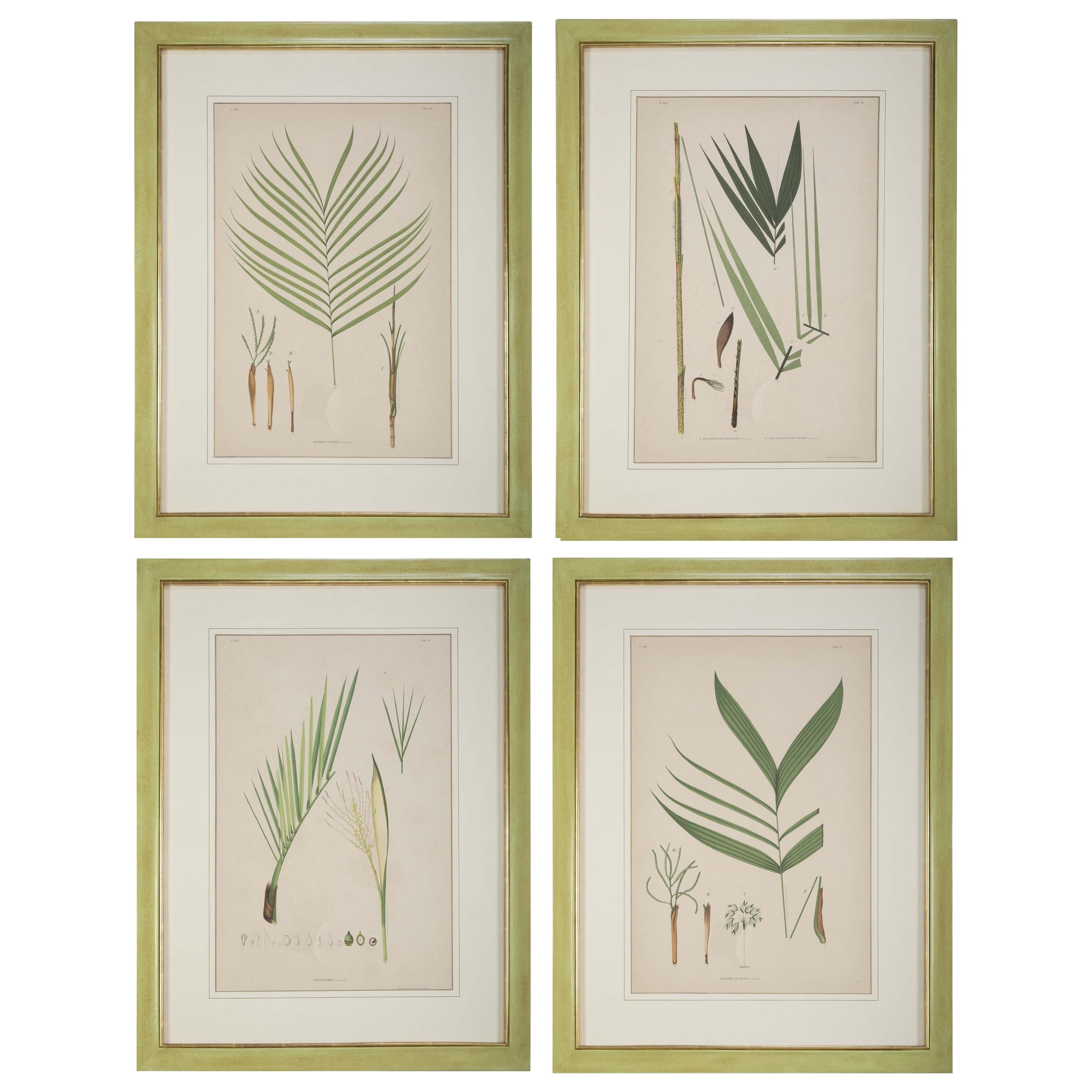 Set of Four Chromolithographs of Brazilian Palms by Joao Barbosa Rodrigues For Sale