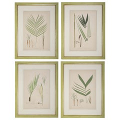Set of Four Chromolithographs of Brazilian Palms by Joao Barbosa Rodrigues