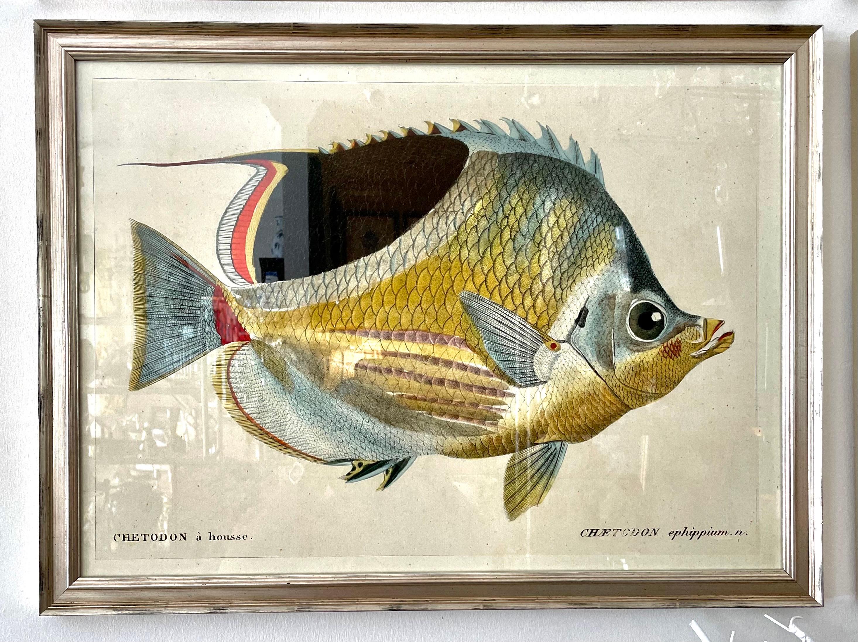 Set of four framed colored fish engravings.