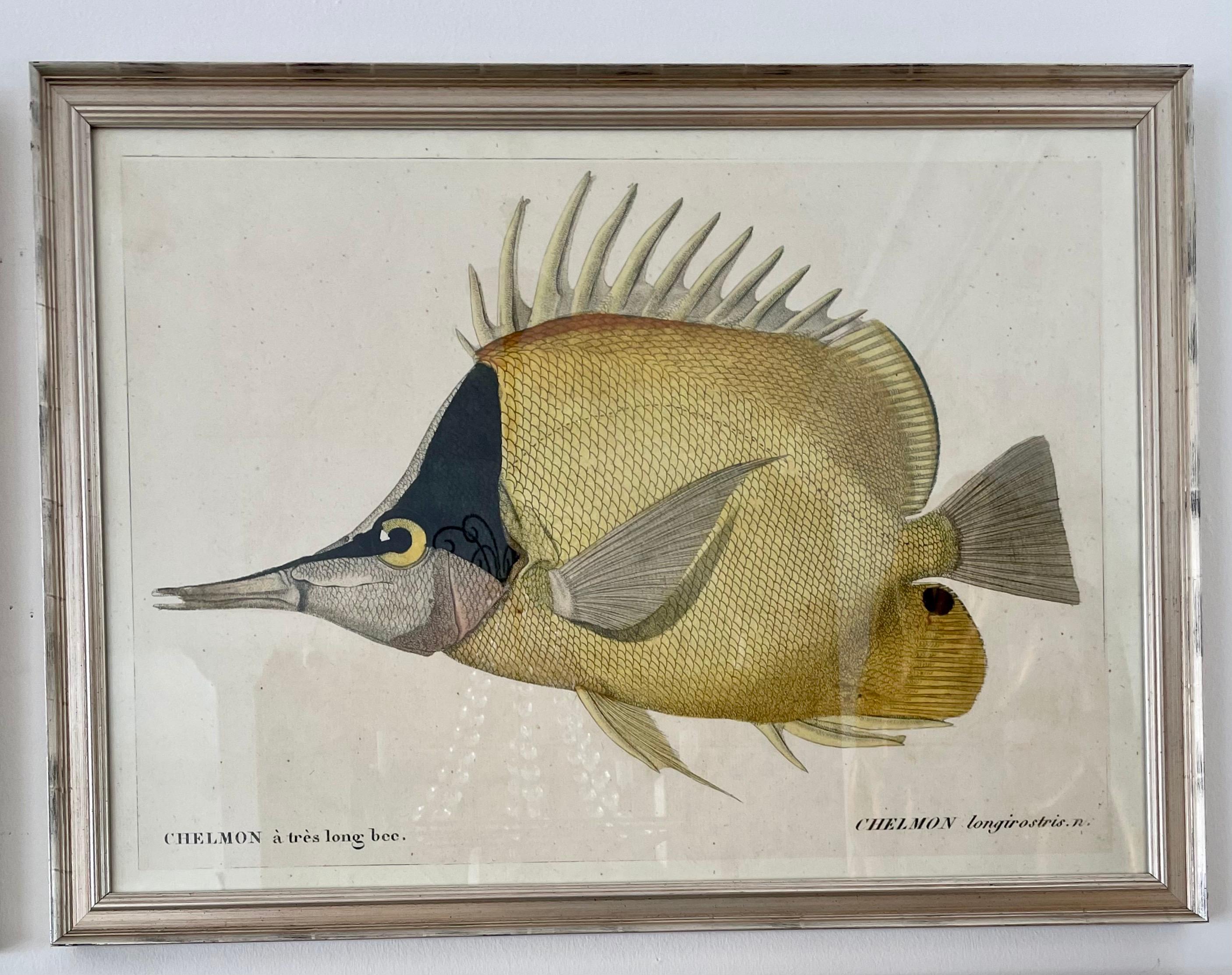Set of Four Colored Fish Engravings In Good Condition In West Palm Beach, FL