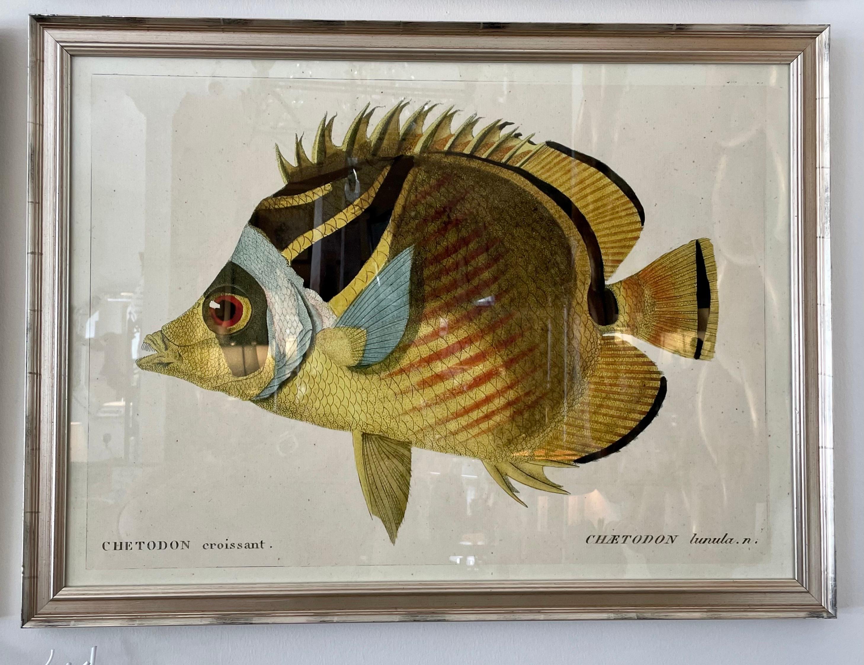 20th Century Set of Four Colored Fish Engravings