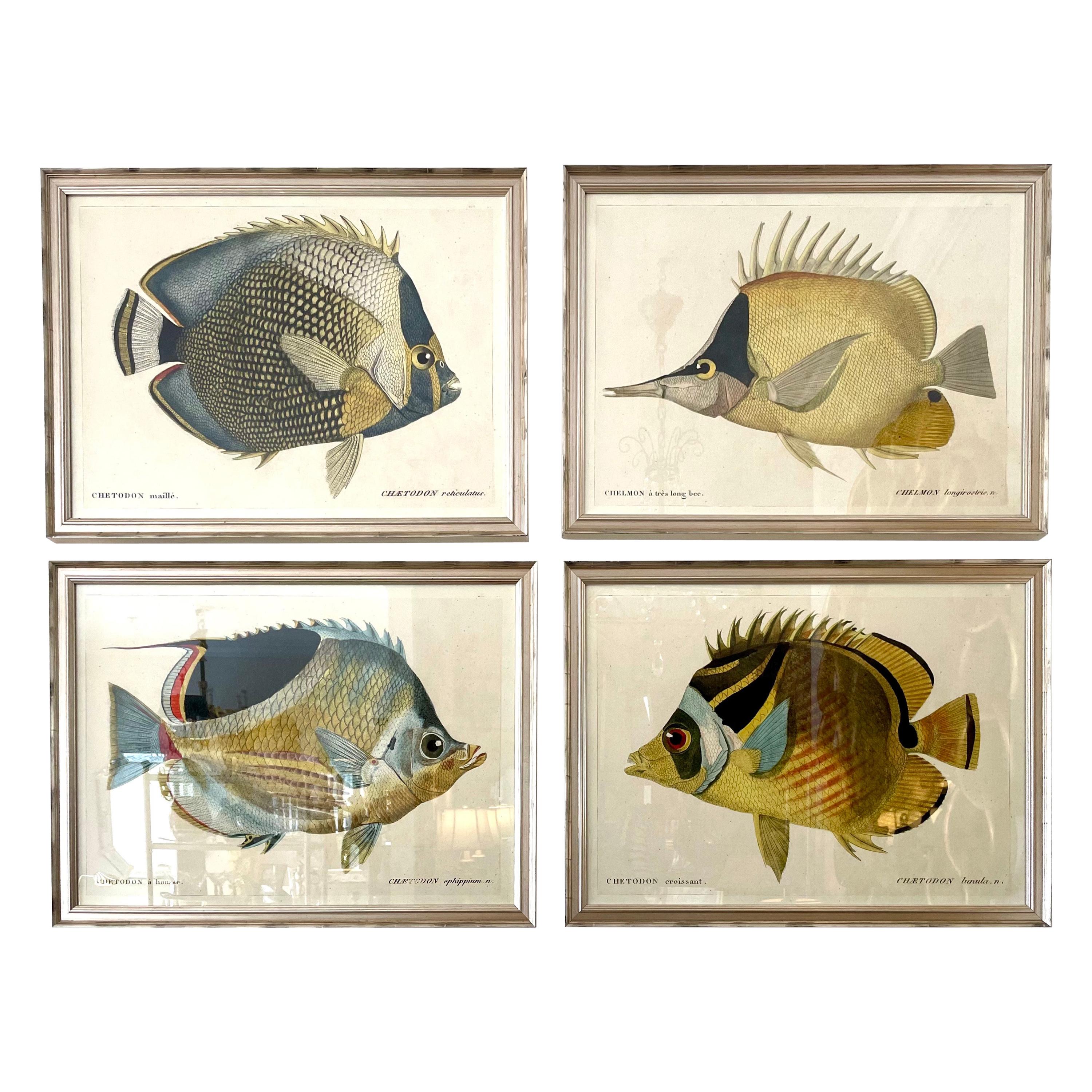 Set of Four Colored Fish Engravings
