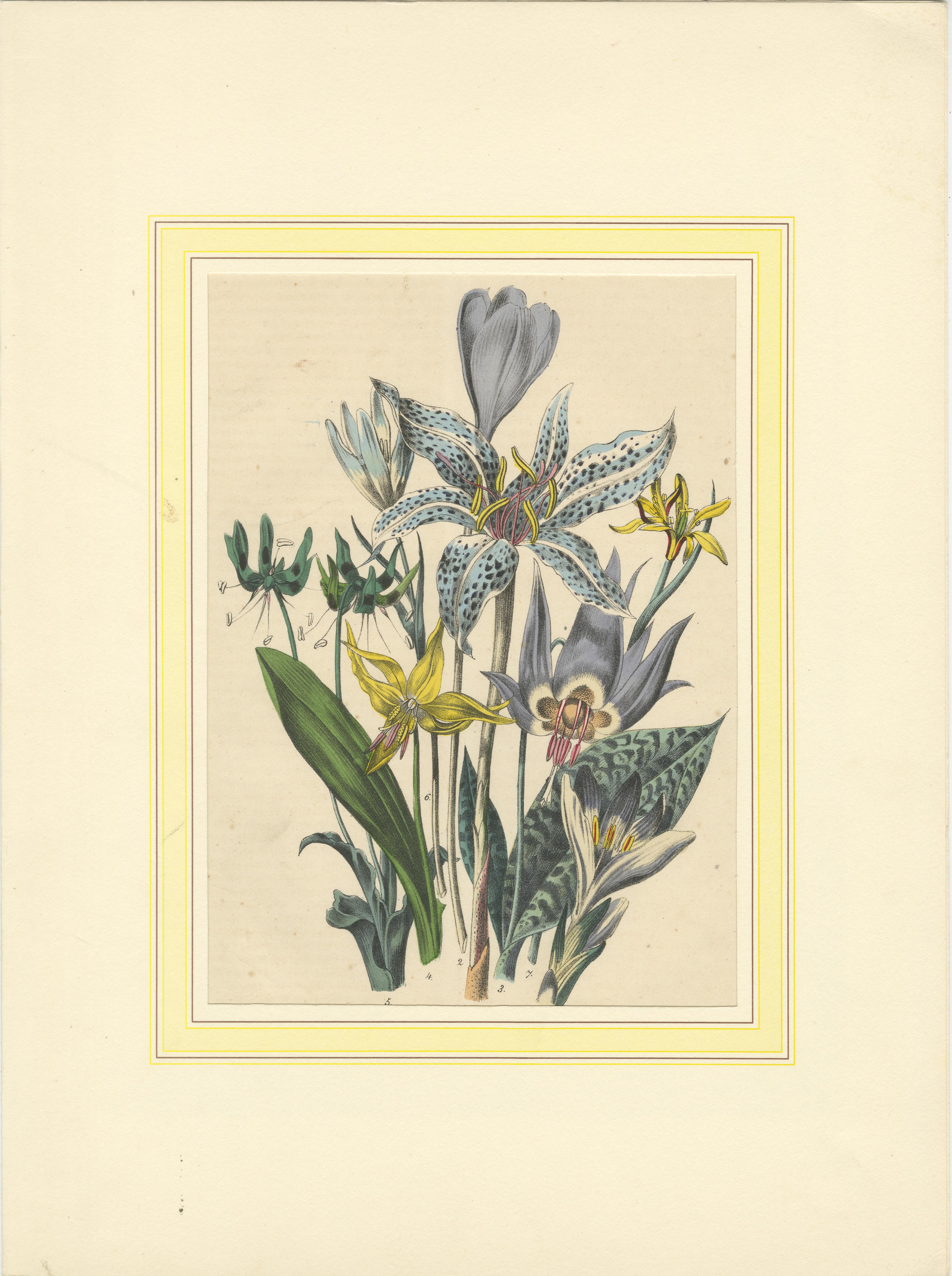 Satz von vier farbenfrohen botanischen Blumendrucken aus dem Buch der Welten, um 1850 im Zustand „Gut“ im Angebot in Langweer, NL