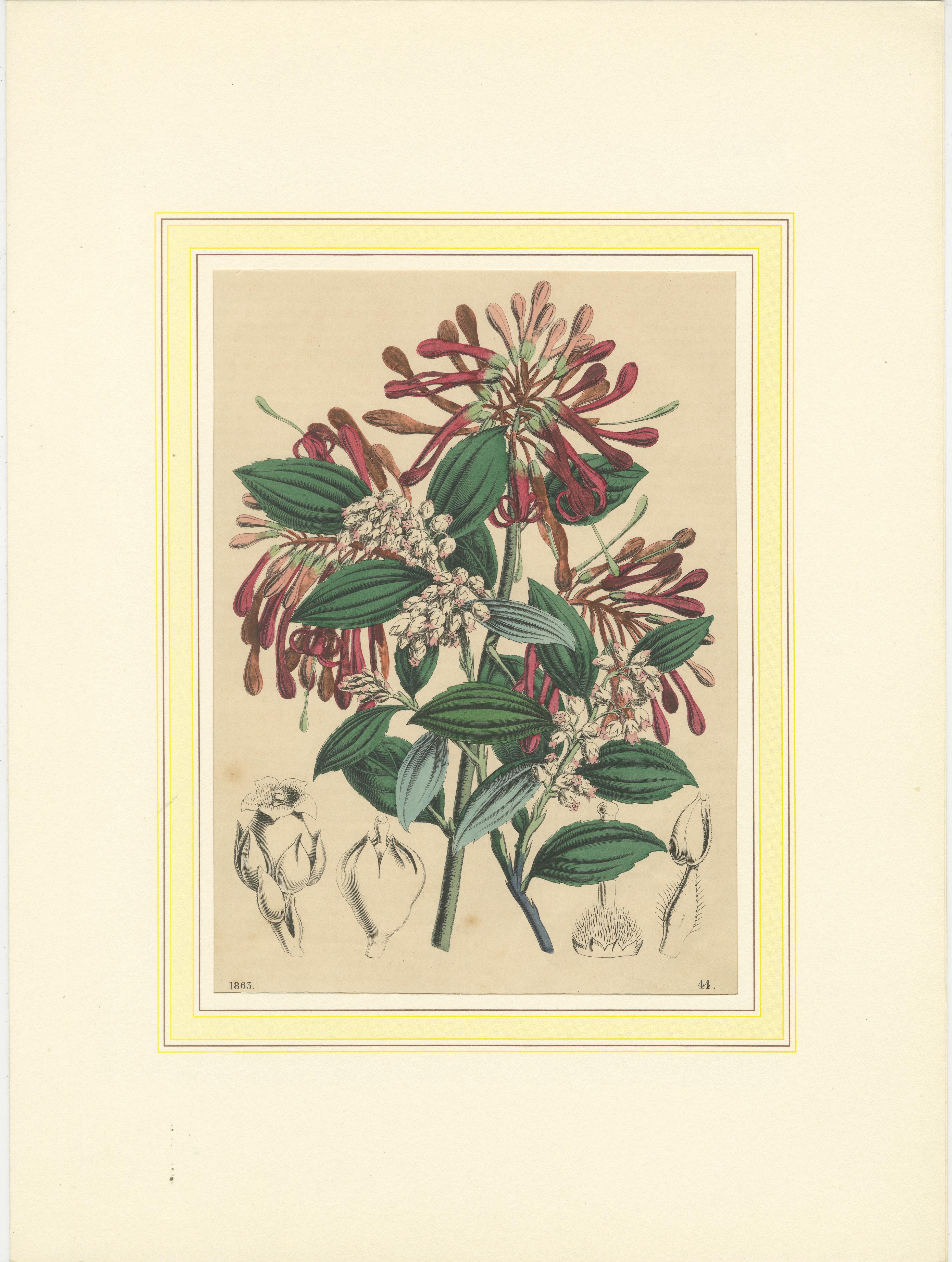 Satz von vier farbenfrohen botanischen Blumendrucken aus dem Buch der Welten, um 1850 (Mittleres 19. Jahrhundert) im Angebot