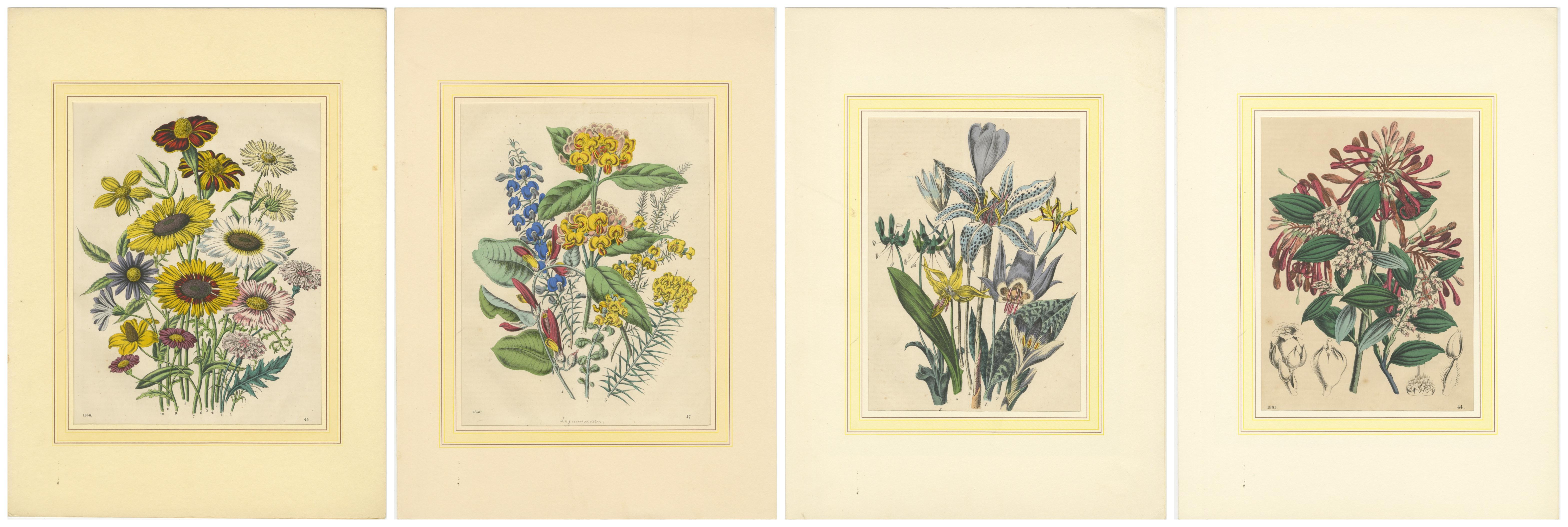 Satz von vier farbenfrohen botanischen Blumendrucken aus dem Buch der Welten, um 1850 (Papier) im Angebot