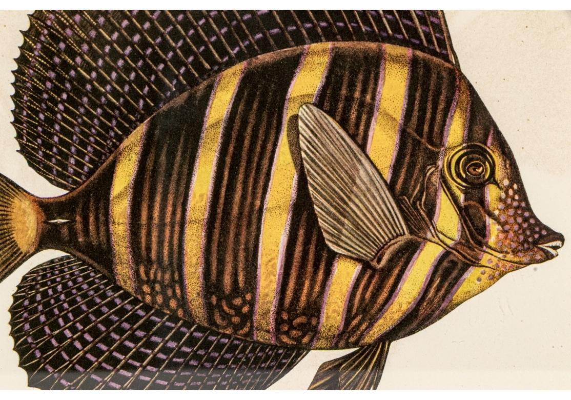 Satz von vier bunten tropischen Fischen Drucke nach William Belankse im Angebot 4