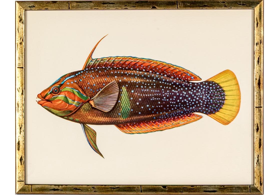 Satz von vier bunten tropischen Fischen Drucke nach William Belankse im Angebot 6