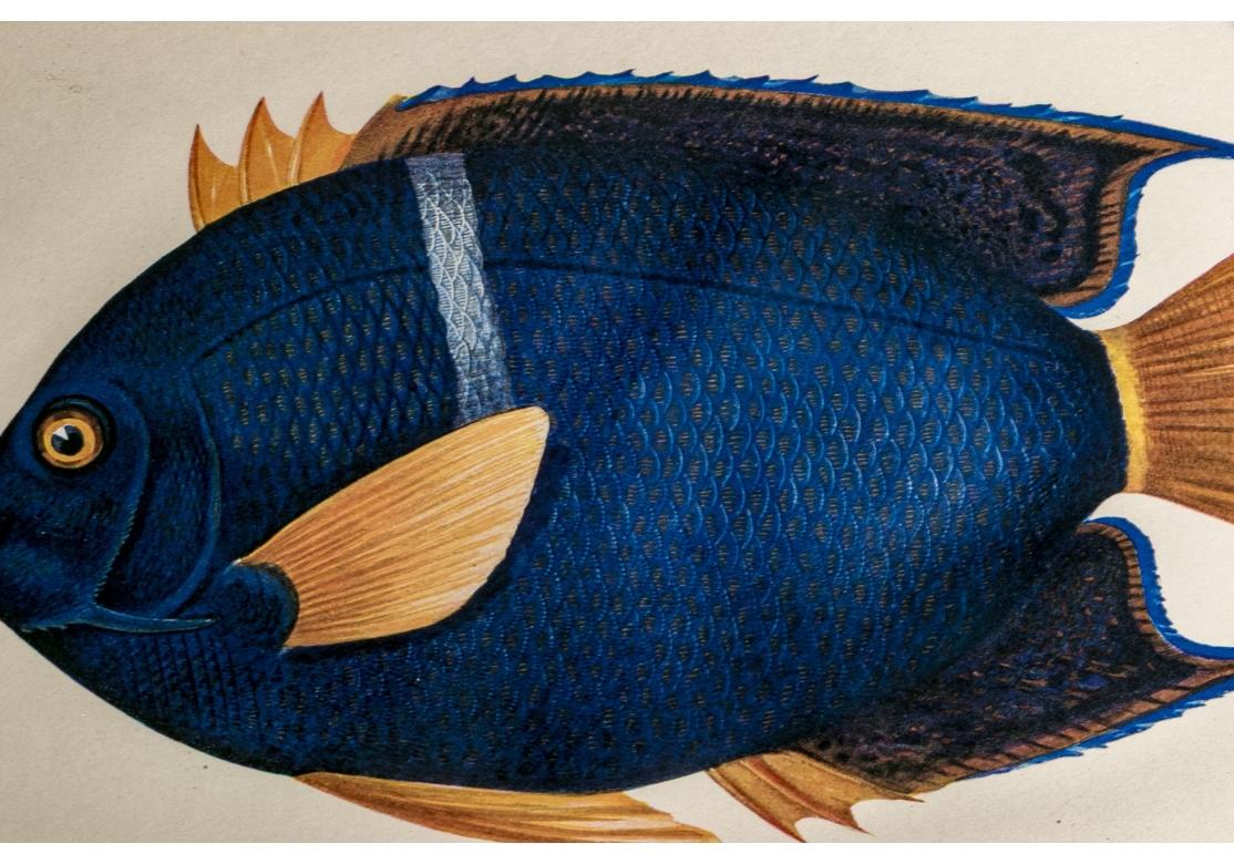 Satz von vier bunten tropischen Fischen Drucke nach William Belankse im Angebot 7