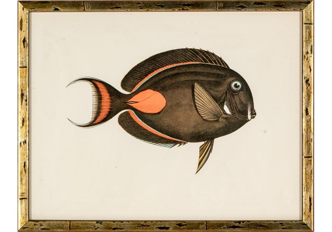 Satz von vier bunten tropischen Fischen Drucke nach William Belankse im Angebot 8