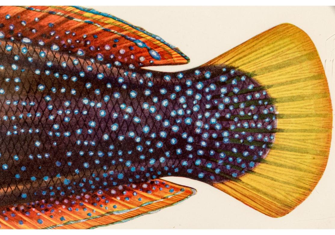 Satz von vier bunten tropischen Fischen Drucke nach William Belankse im Angebot 9