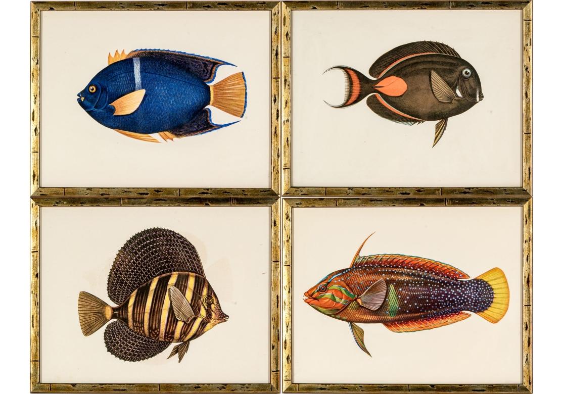Satz von vier Drucken nach Aquarellen von William E. Belankse. Die Drucke umfassen:
Pakuikui (Teuthis Achilles) - Achilles Tang Fisch
Akilolo (Julis Pulcherrima) - Clownfische
Blauer Kaiserfisch (Holacanthus bermudensis)
Segelflossentang ( Zebrasoma