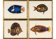 Ensemble de quatre gravures de poissons tropicaux colorés d'après William Williams
