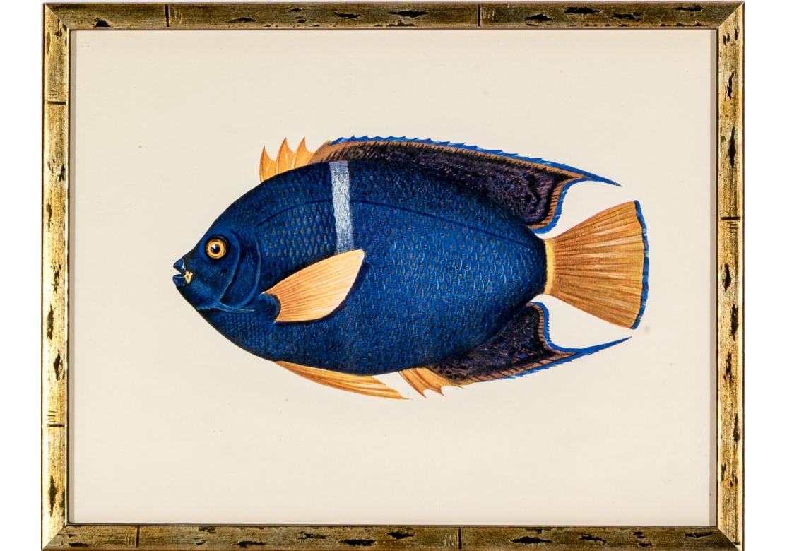 Satz von vier bunten tropischen Fischen Drucke nach William Belankse (20. Jahrhundert) im Angebot