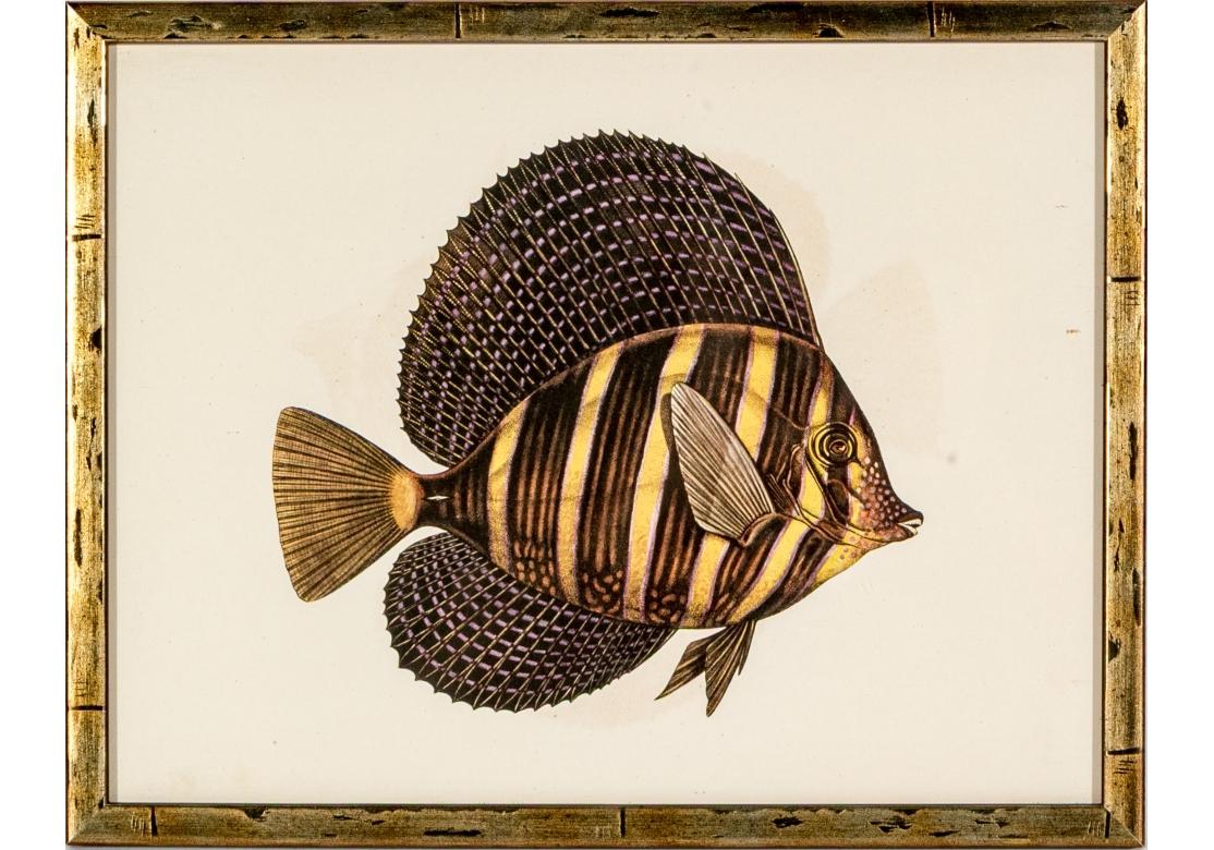 Satz von vier bunten tropischen Fischen Drucke nach William Belankse (Acryl) im Angebot