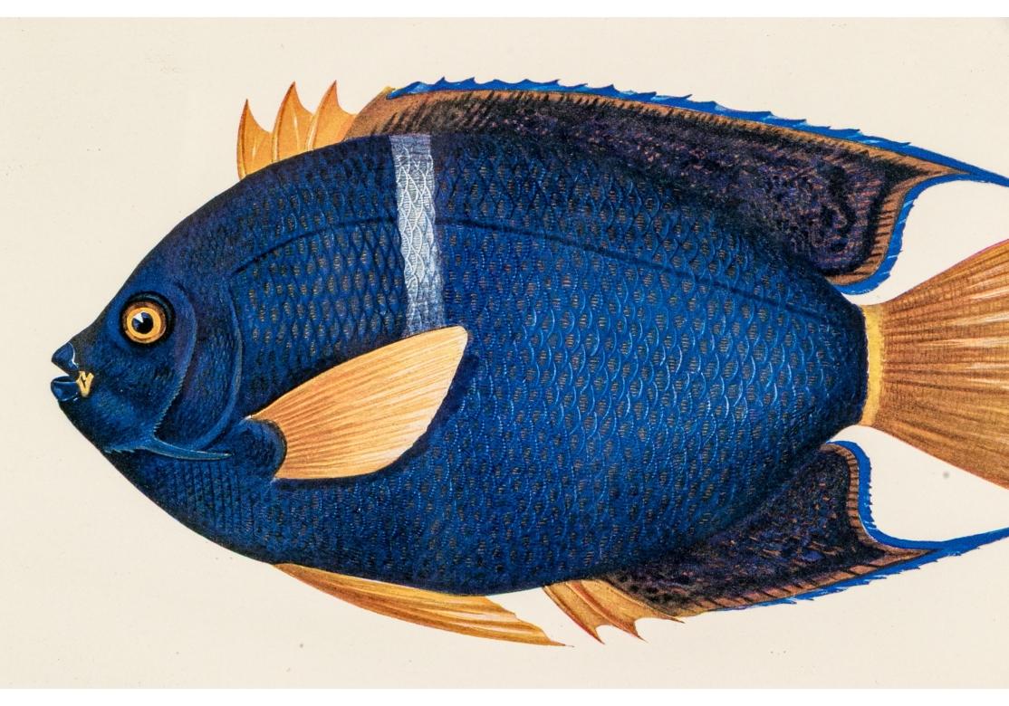 Satz von vier bunten tropischen Fischen Drucke nach William Belankse im Angebot 1