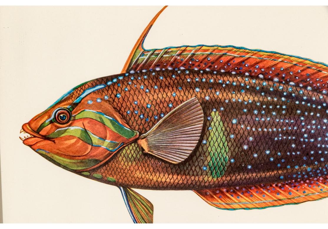 Satz von vier bunten tropischen Fischen Drucke nach William Belankse im Angebot 2