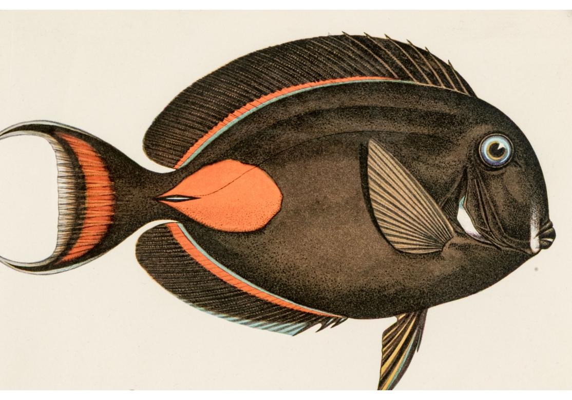 Satz von vier bunten tropischen Fischen Drucke nach William Belankse im Angebot 3