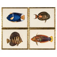 Ensemble de quatre gravures de poissons tropicaux colorés d'après William Williams