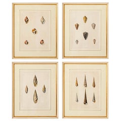 Antique Set of Four English Hand Colored Sea Shell Engravings, circa 1810