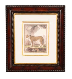 Set Of Four Engravings Of African Animals