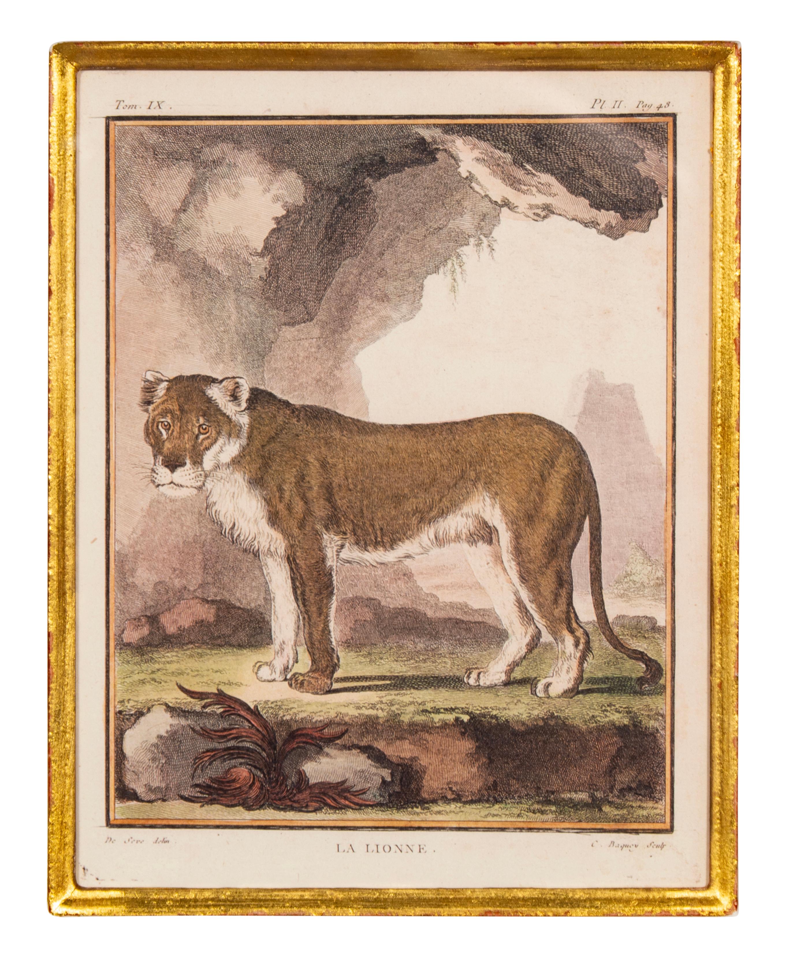 Conjunto De Cuatro Grabados De Animales Africanos Europeo en venta