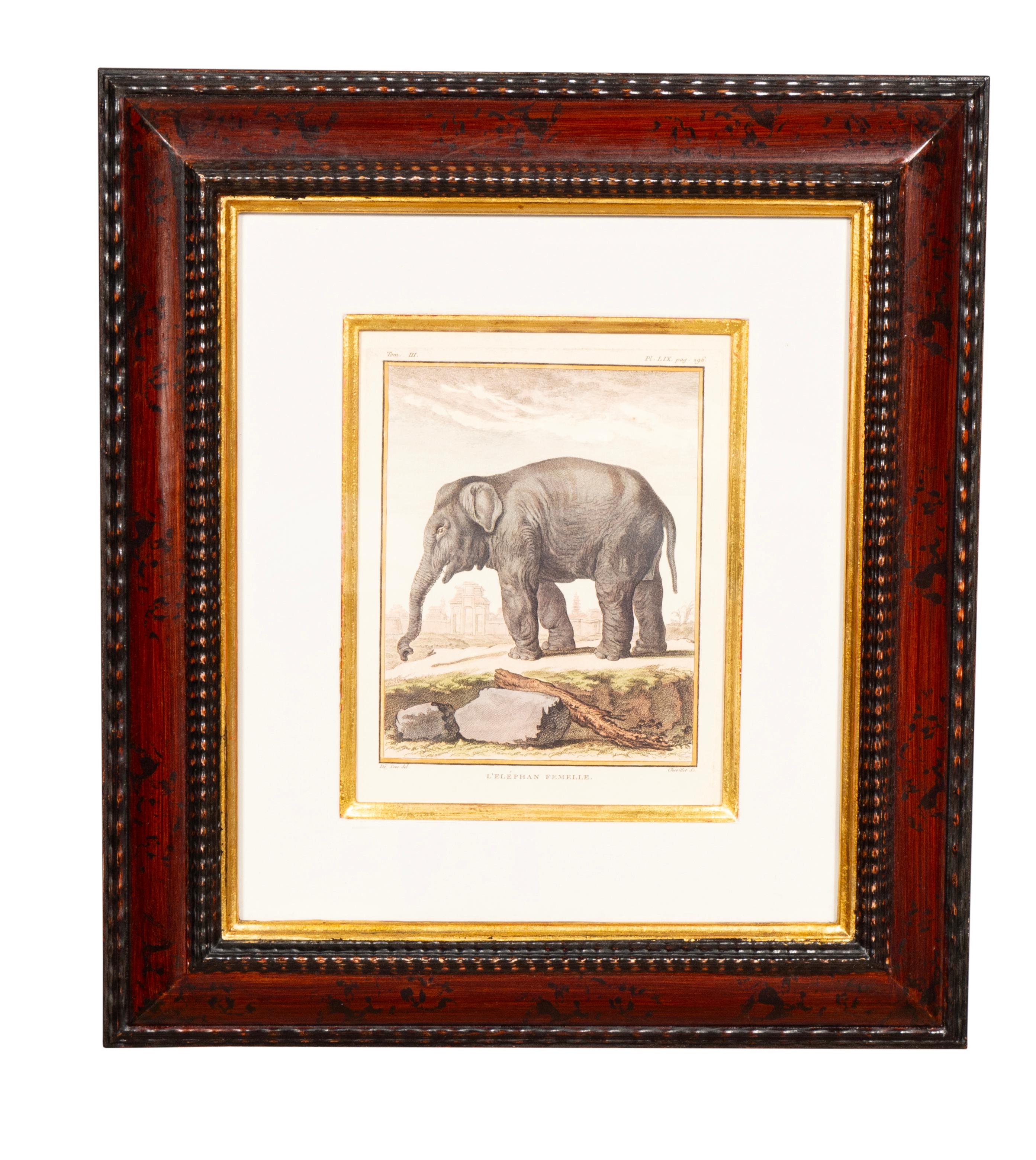 Conjunto De Cuatro Grabados De Animales Africanos siglo XX en venta