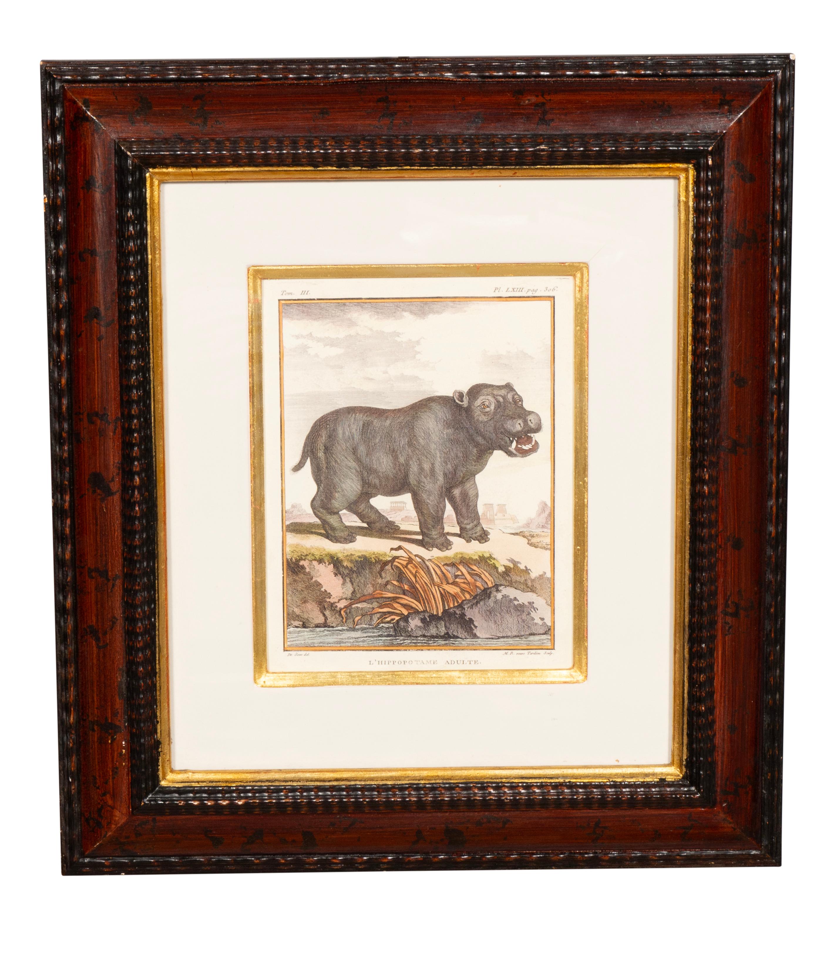 Conjunto De Cuatro Grabados De Animales Africanos en venta 1