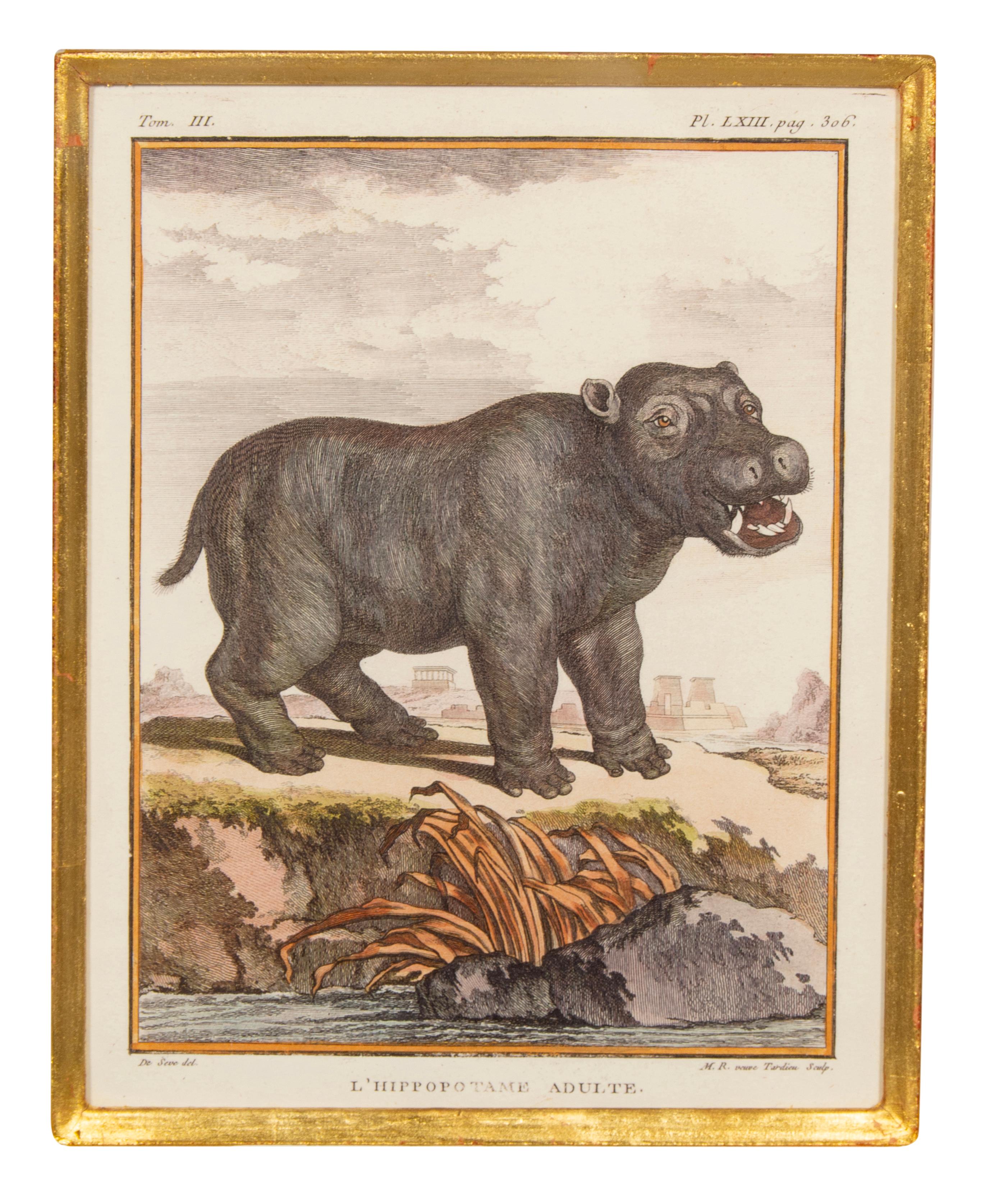 Conjunto De Cuatro Grabados De Animales Africanos en venta 2