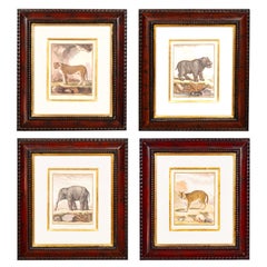 Set di quattro incisioni di animali africani