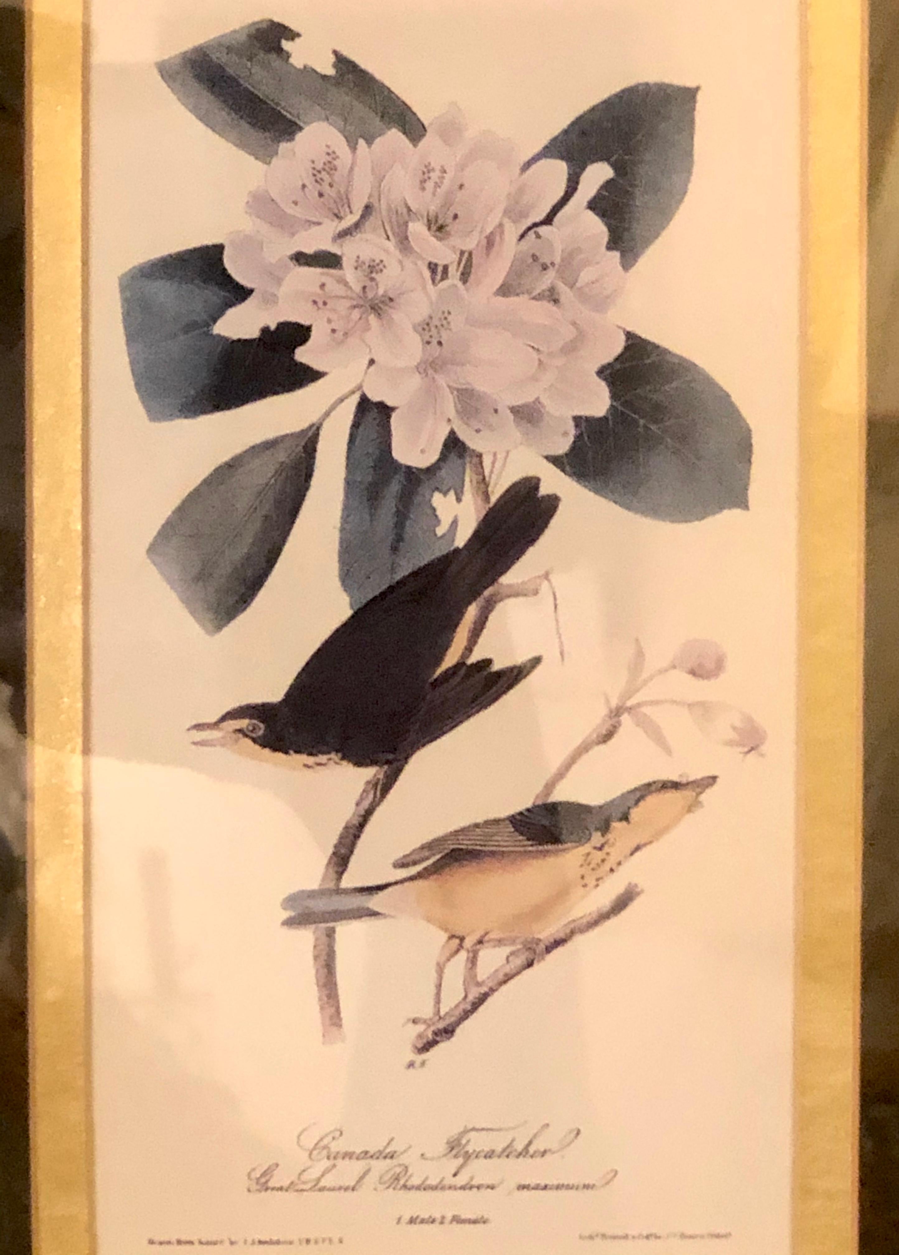 Set of Four Finely Framed Copper Engravings of Birds John James Audubon For Sale 4