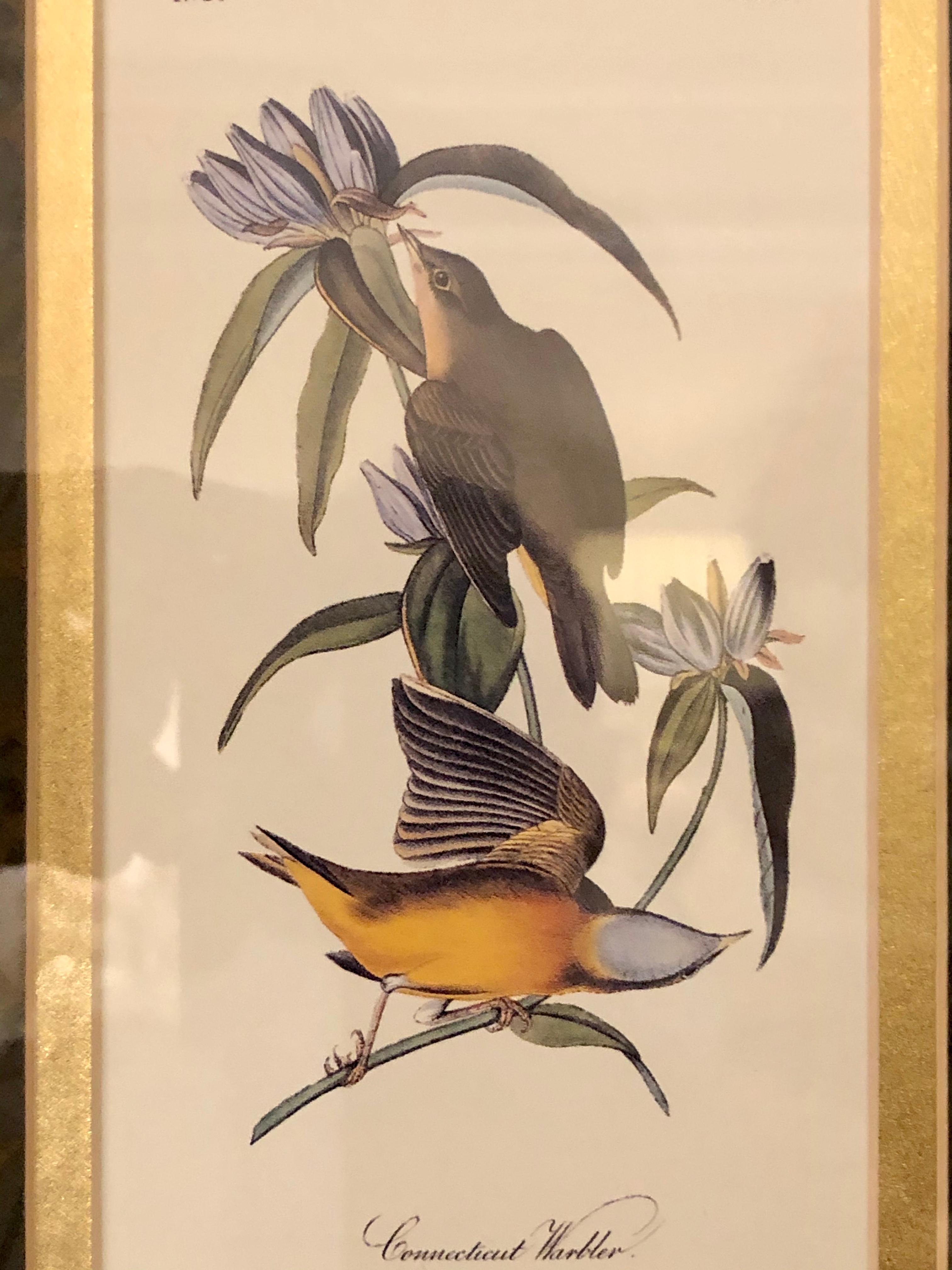 Set of Four Finely Framed Copper Engravings of Birds John James Audubon For Sale 5