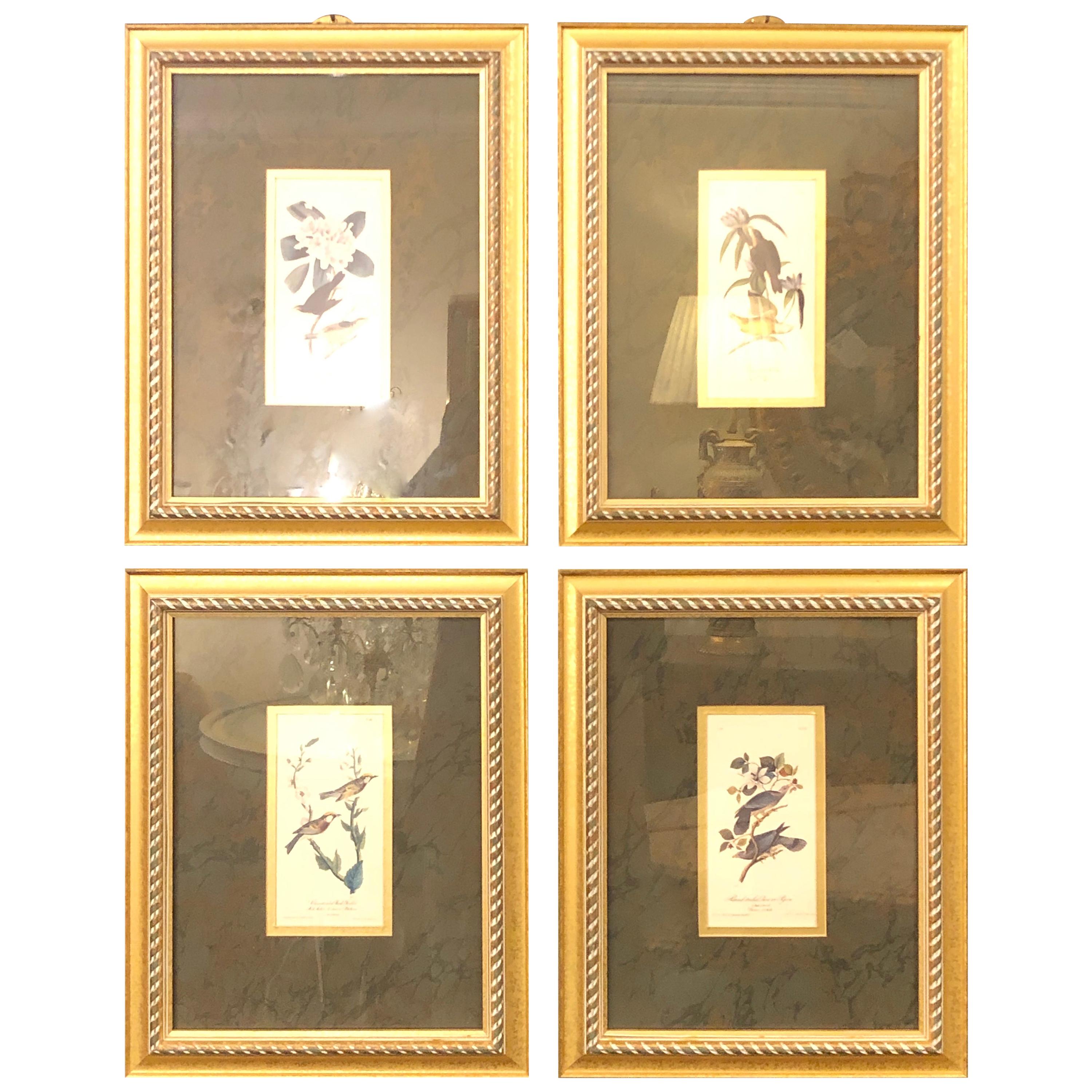 Set of Four Finely Framed Copper Engravings of Birds John James Audubon For Sale